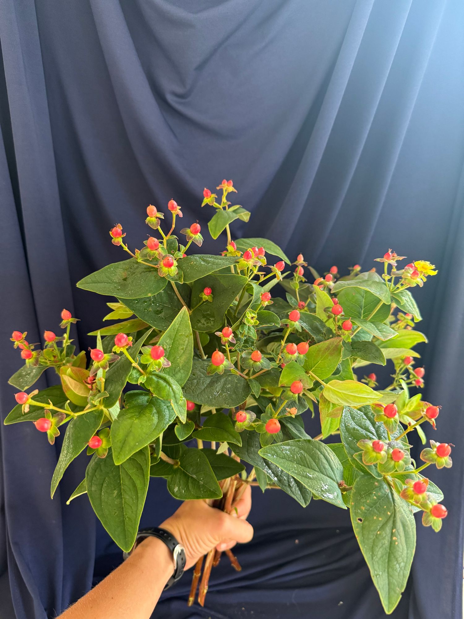 HYPERICUM androsaemum