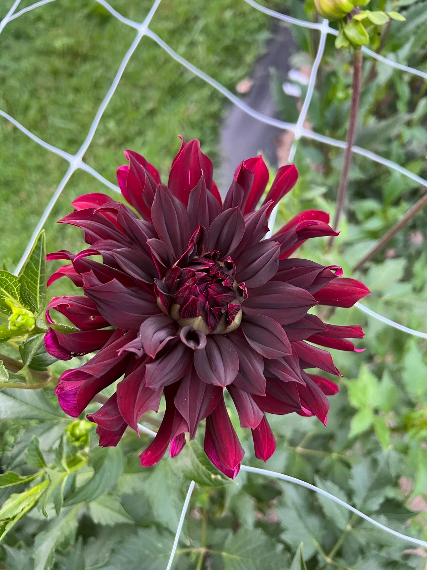 Burgundy Dahlia mix