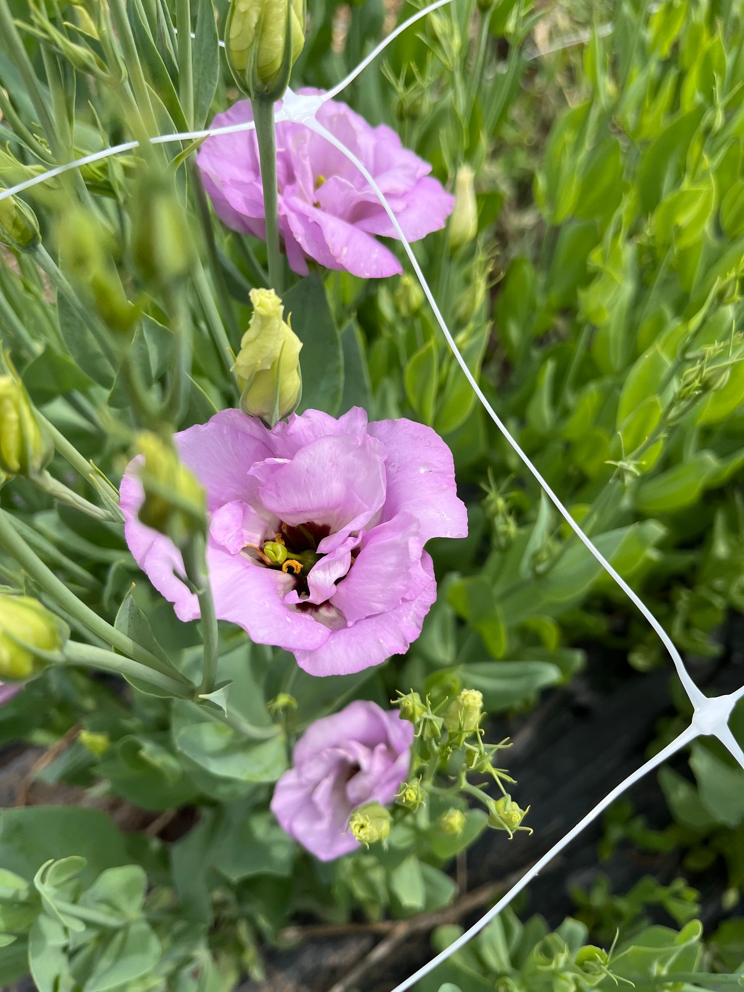 EUSTOMA grandiflorum ABC 2