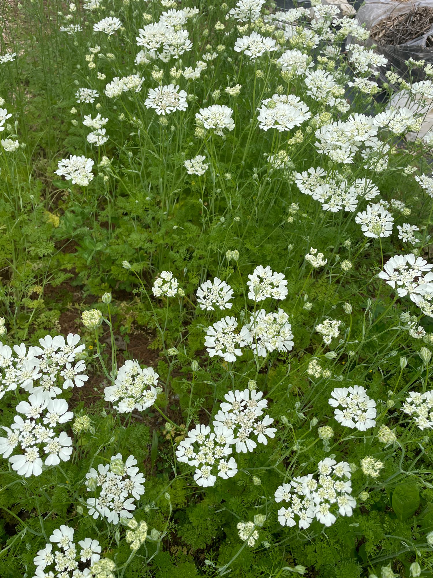 ORLAYA grandiflora