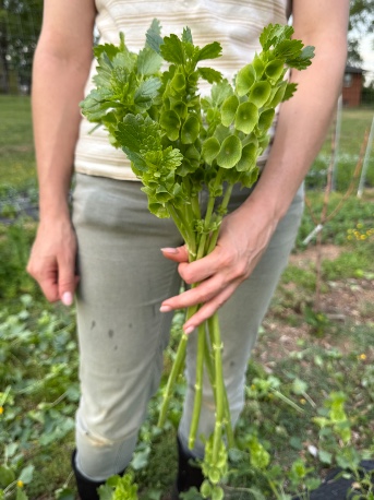 MOLUCCELLA laevis