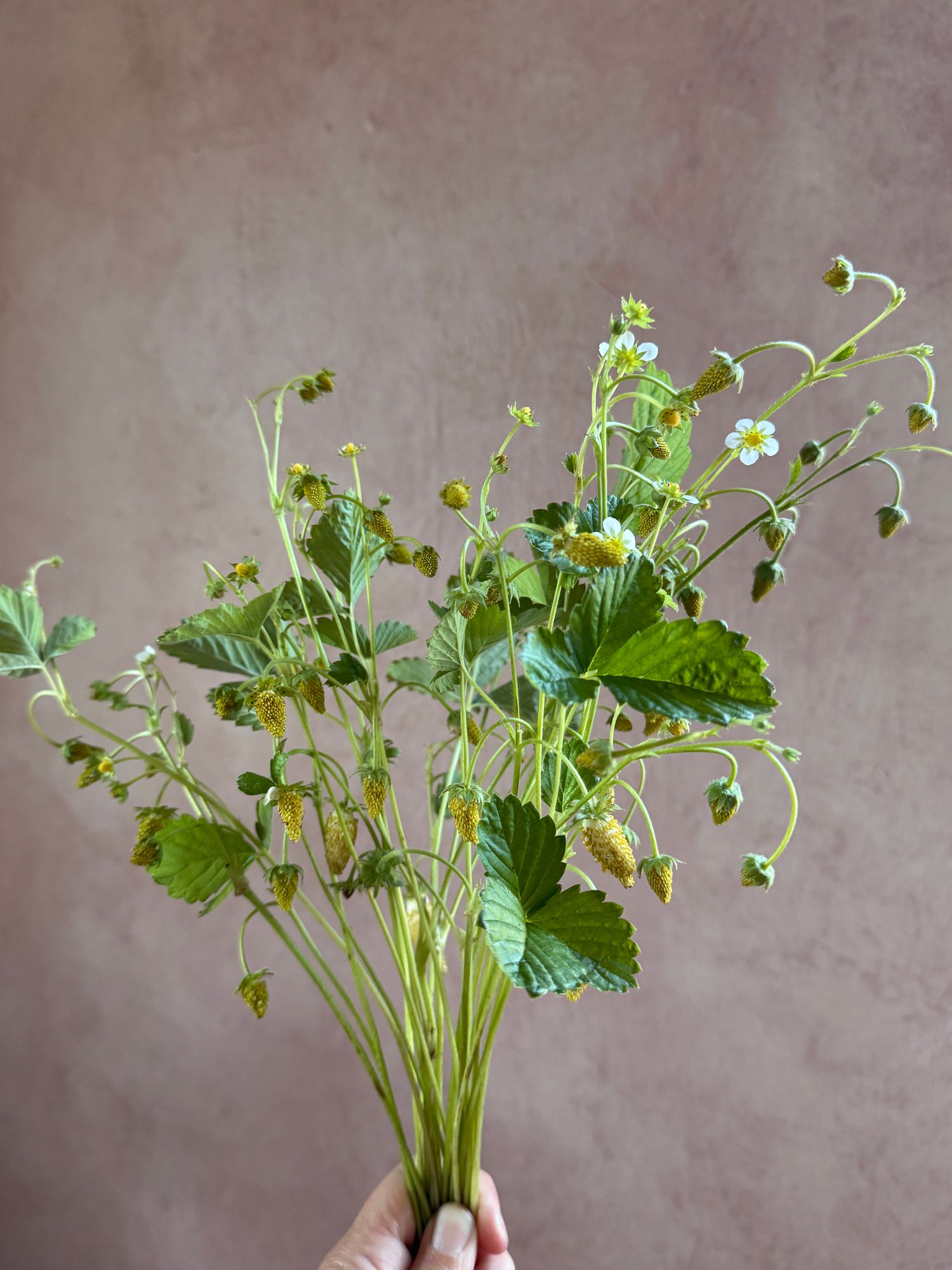 FRAGARIA vesca