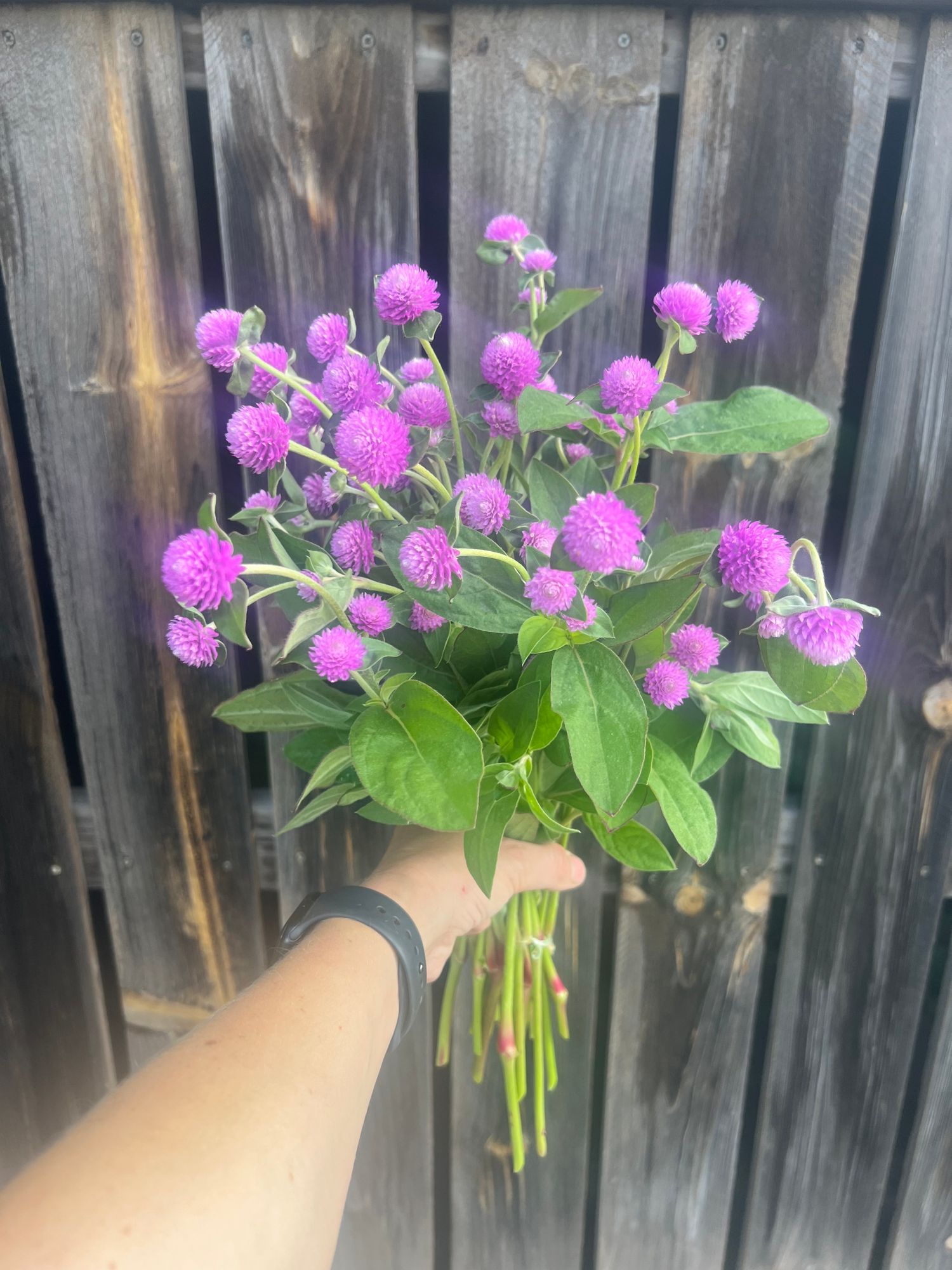 GOMPHRENA globosa QIS