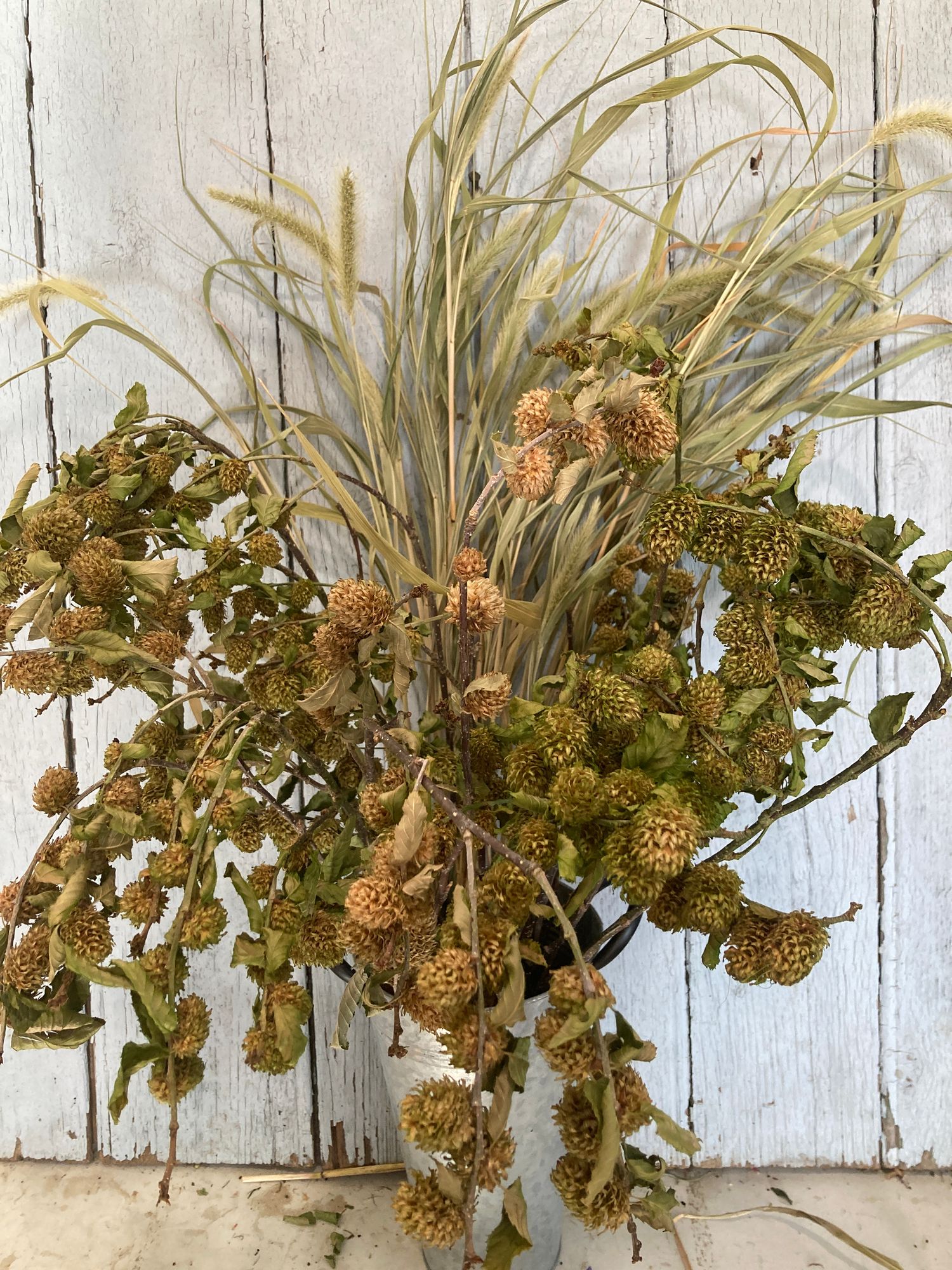 WOODY BRANCHES misc.