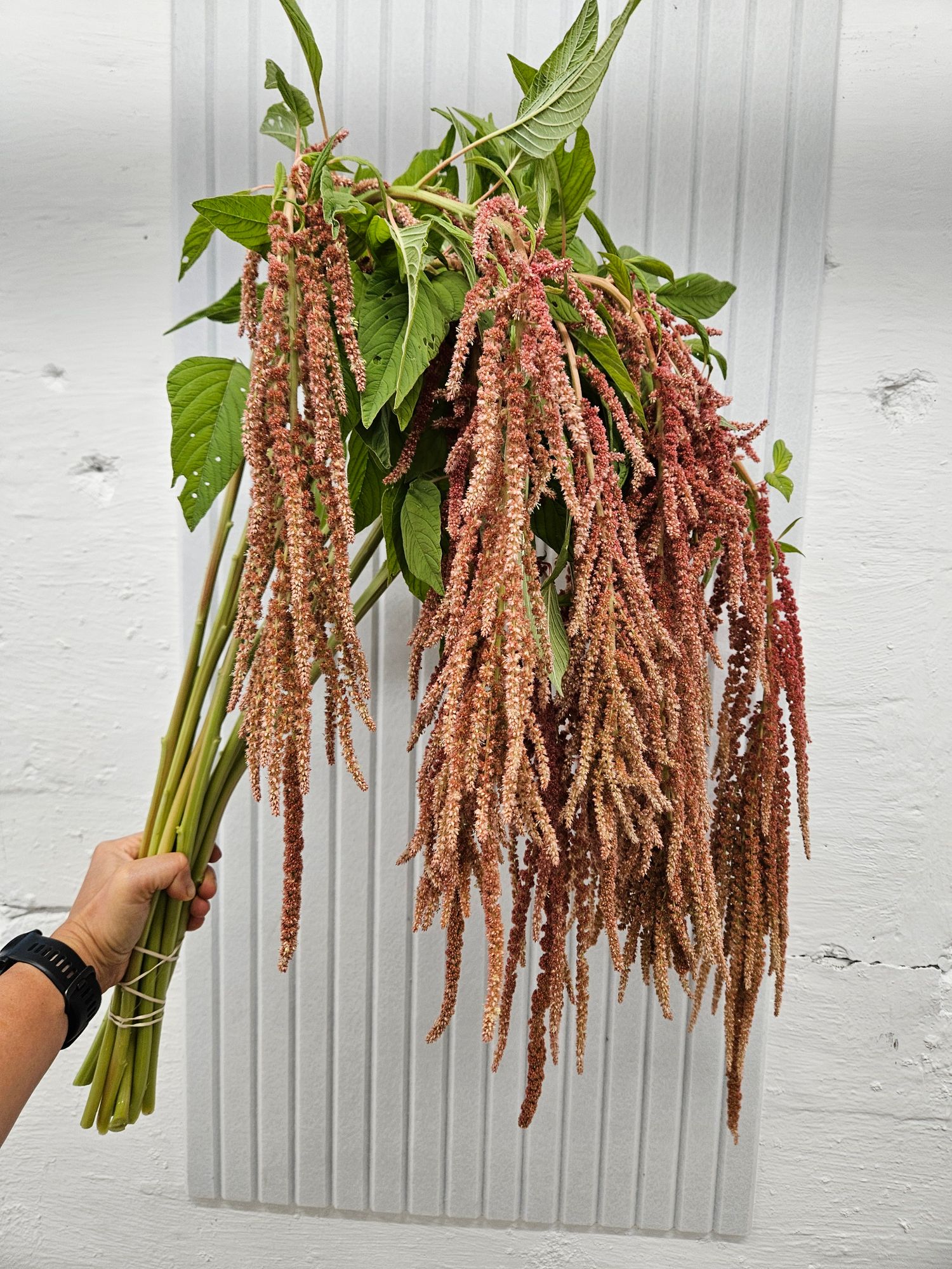 AMARANTHUS caudatus Coral Fountains