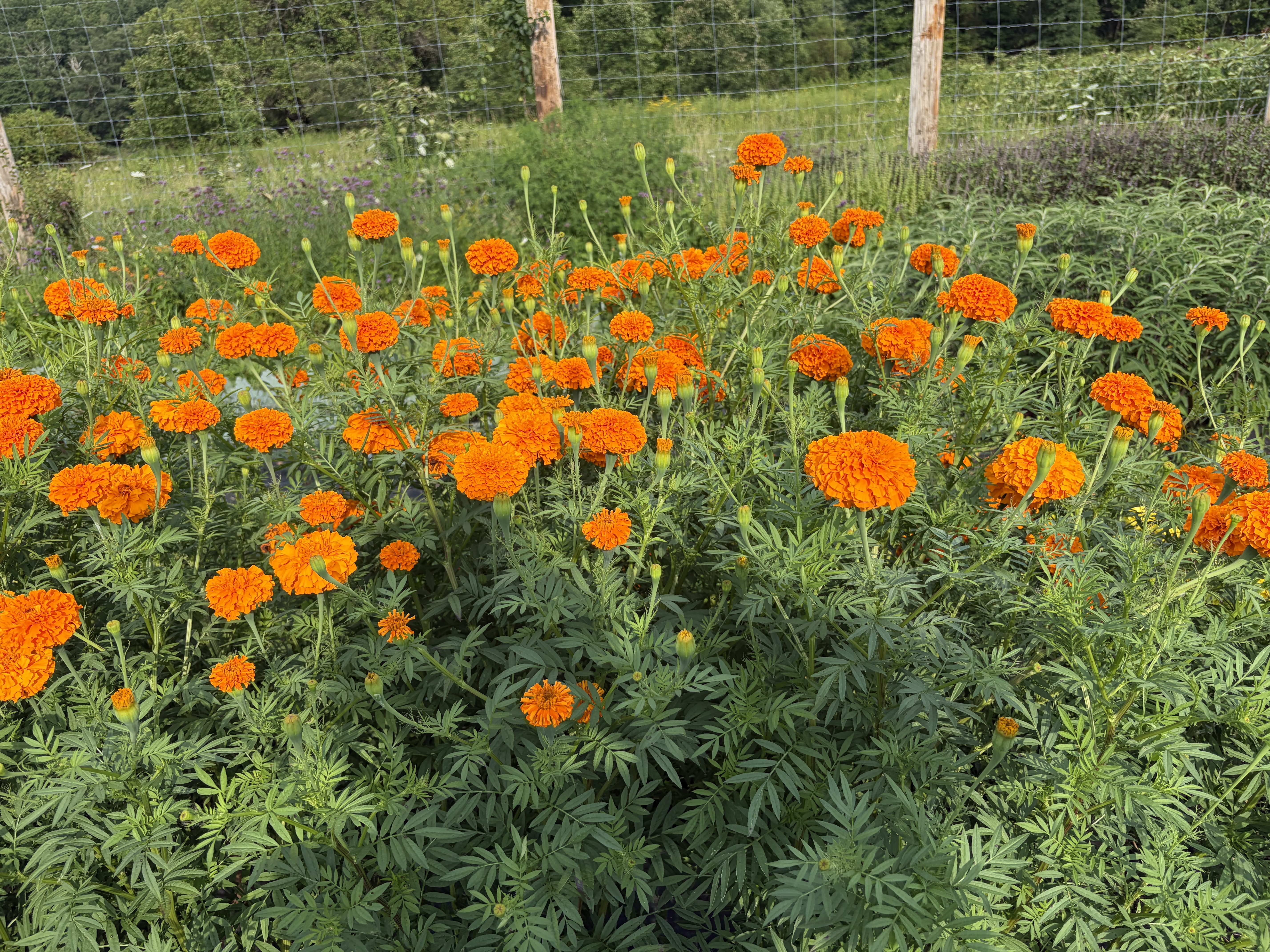 TAGETES erecta Giant Orange