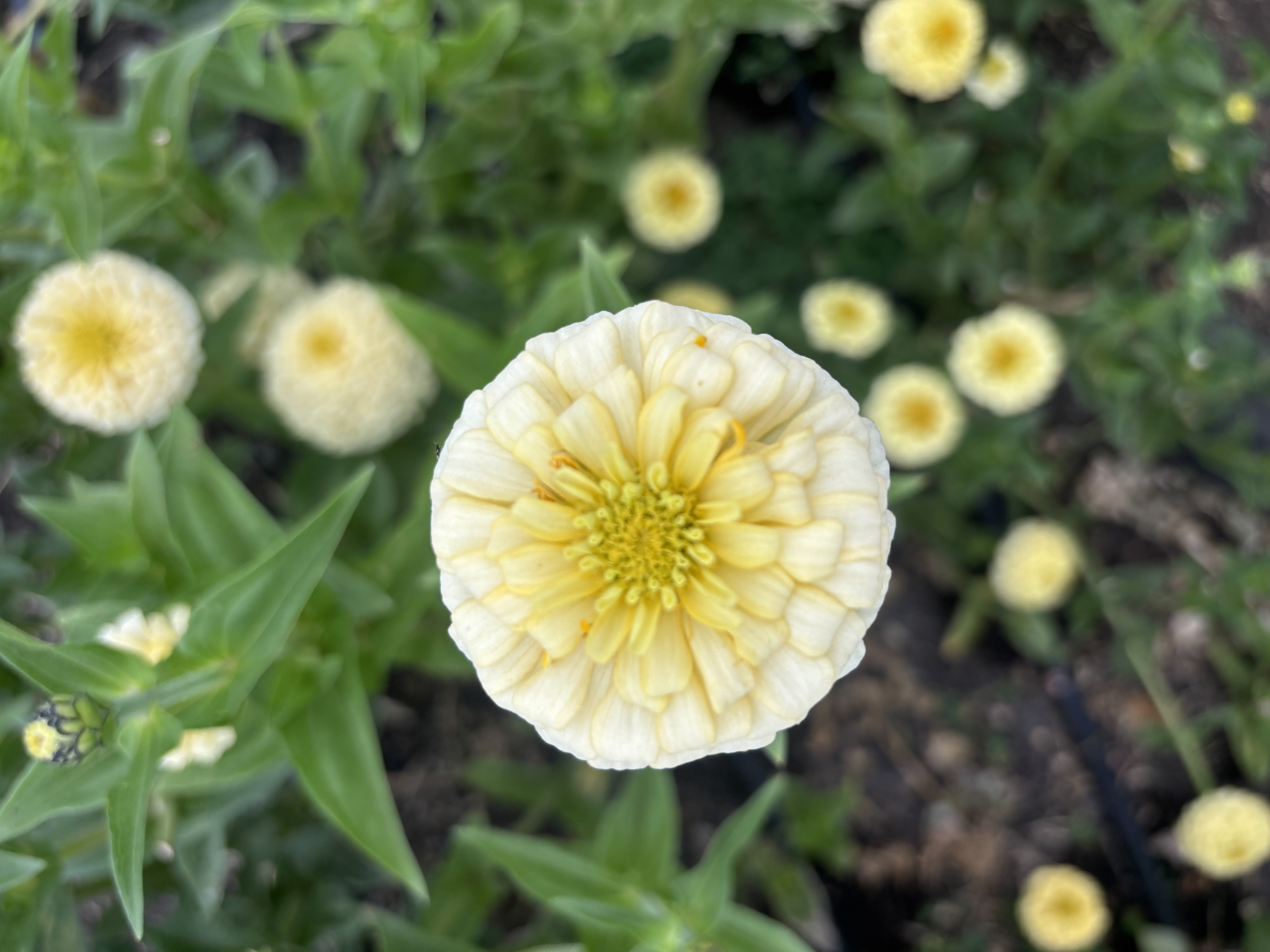 ZINNIA elegans Oklahoma Ivory