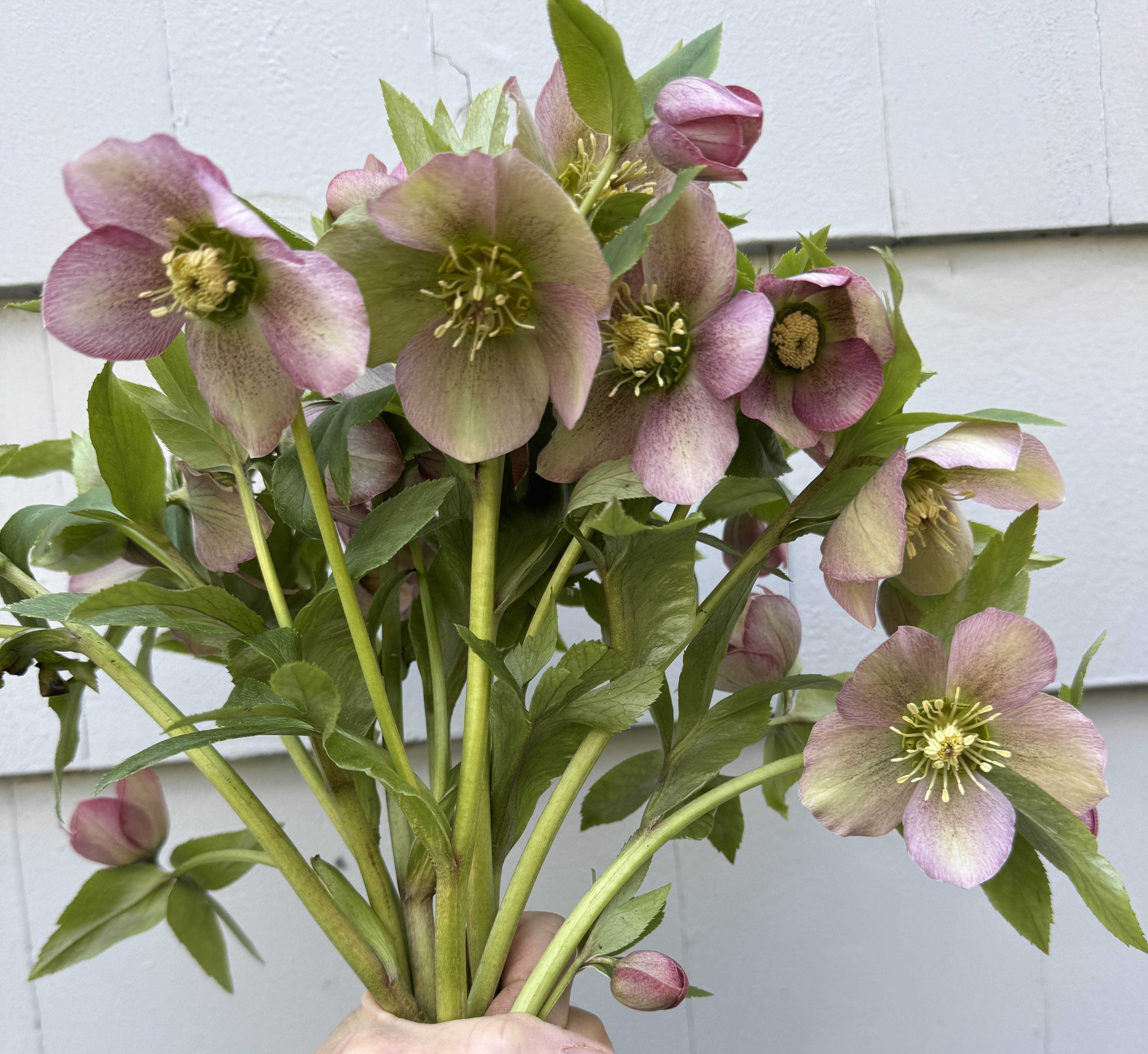 HELLEBORUS x hybridus