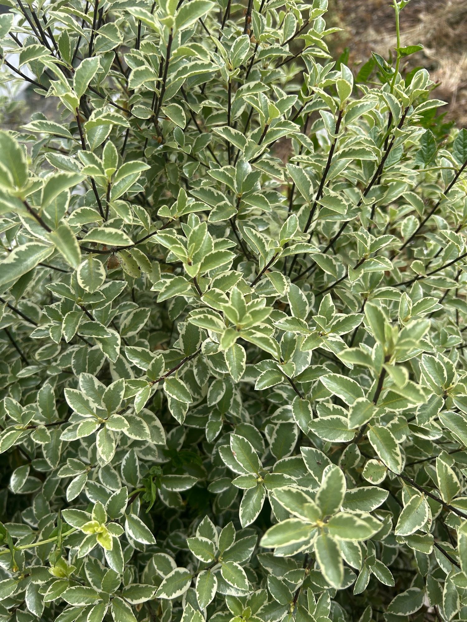 PITTOSPORUM tobira Variegatum