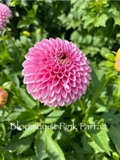 DAHLIA