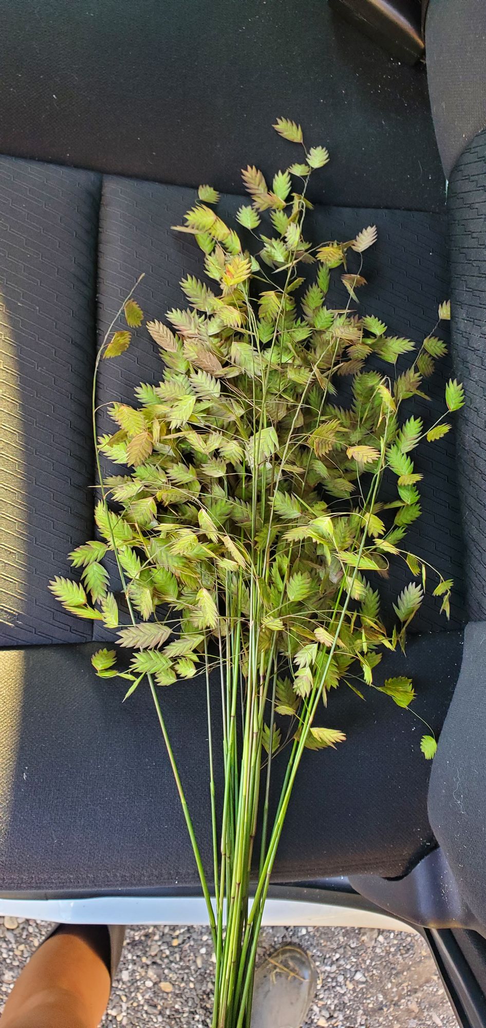 BOUTELOUA curtipendula
