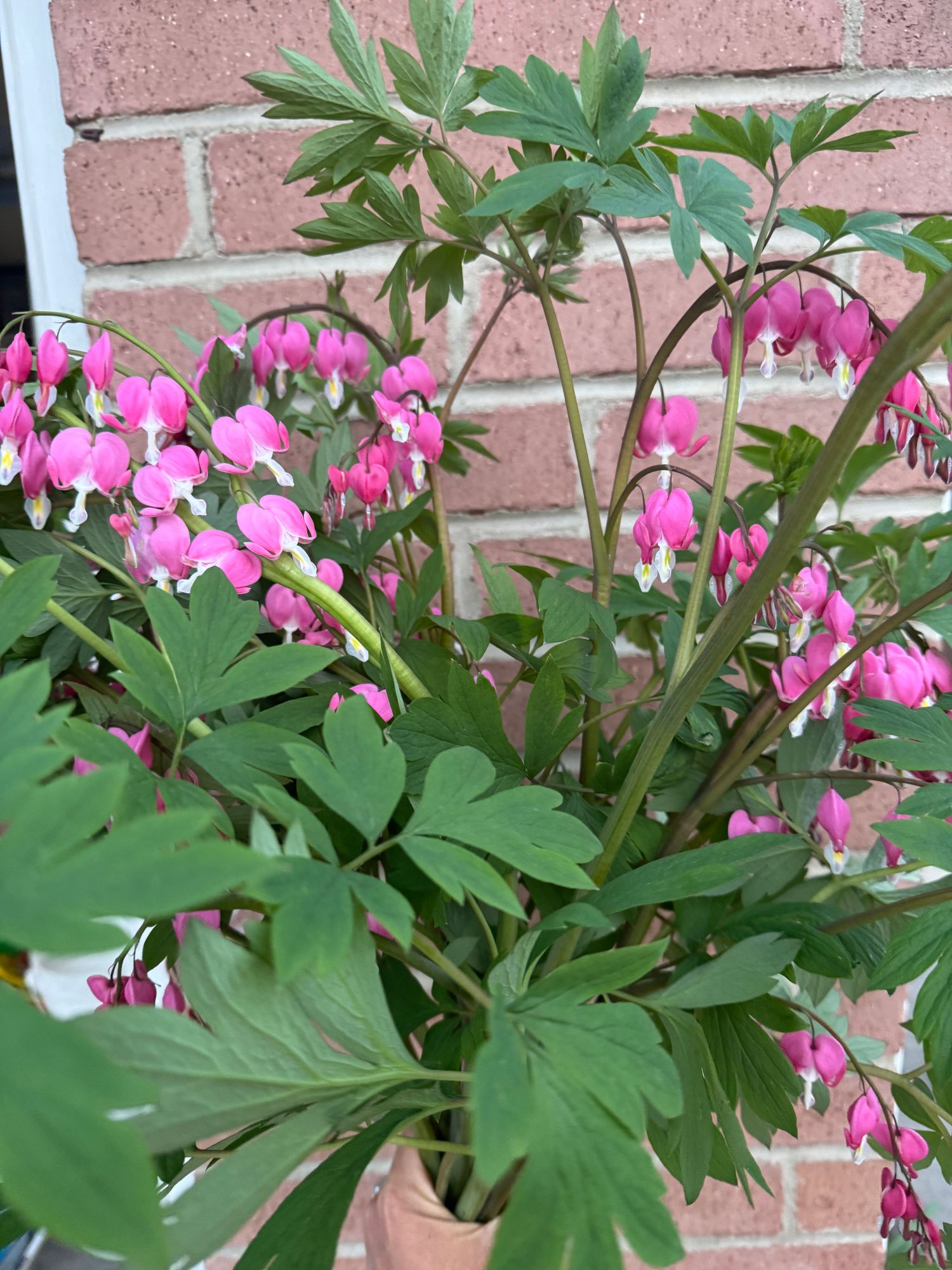 DICENTRA spectabilis