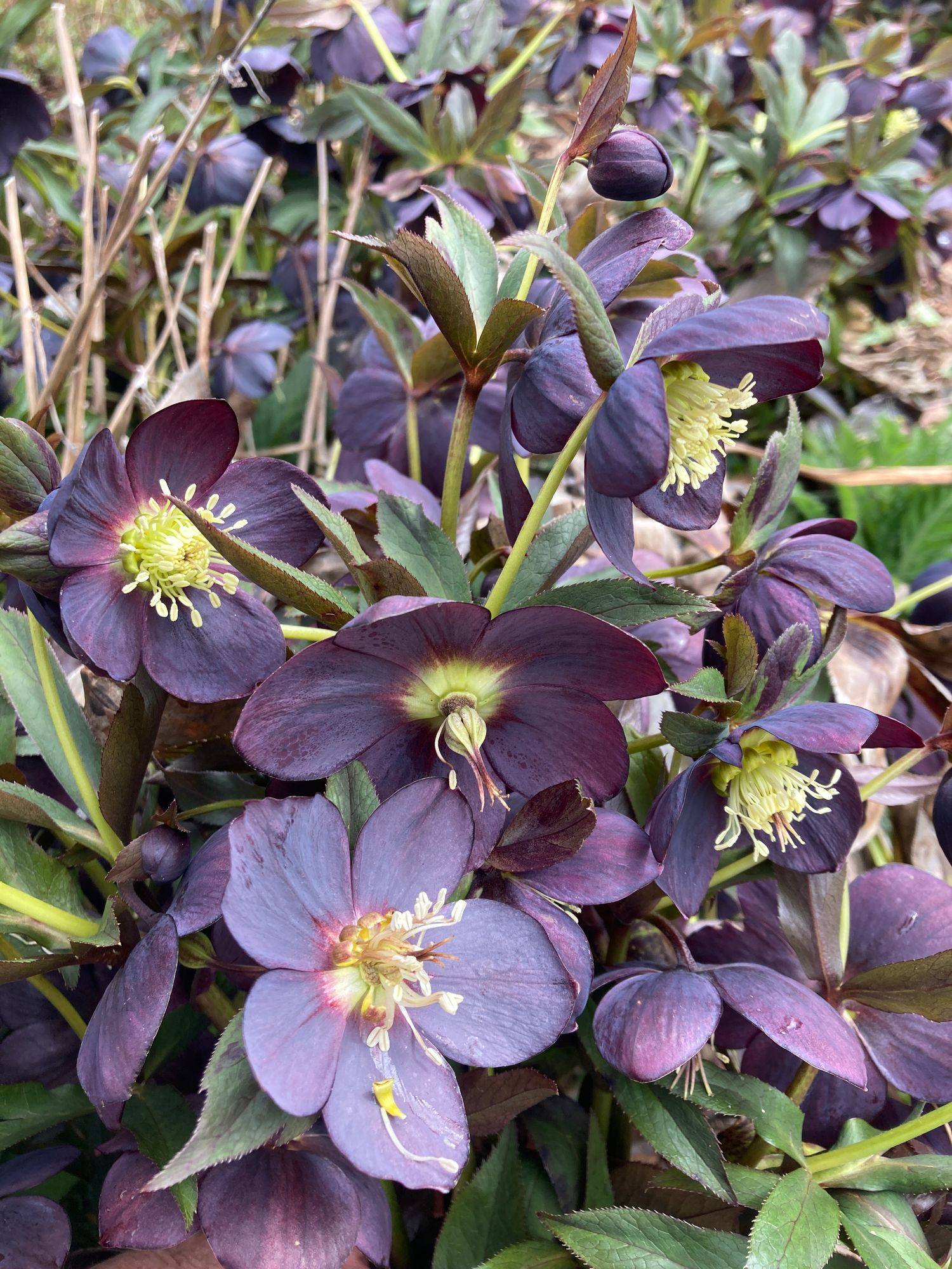 HELLEBORUS x hybridus