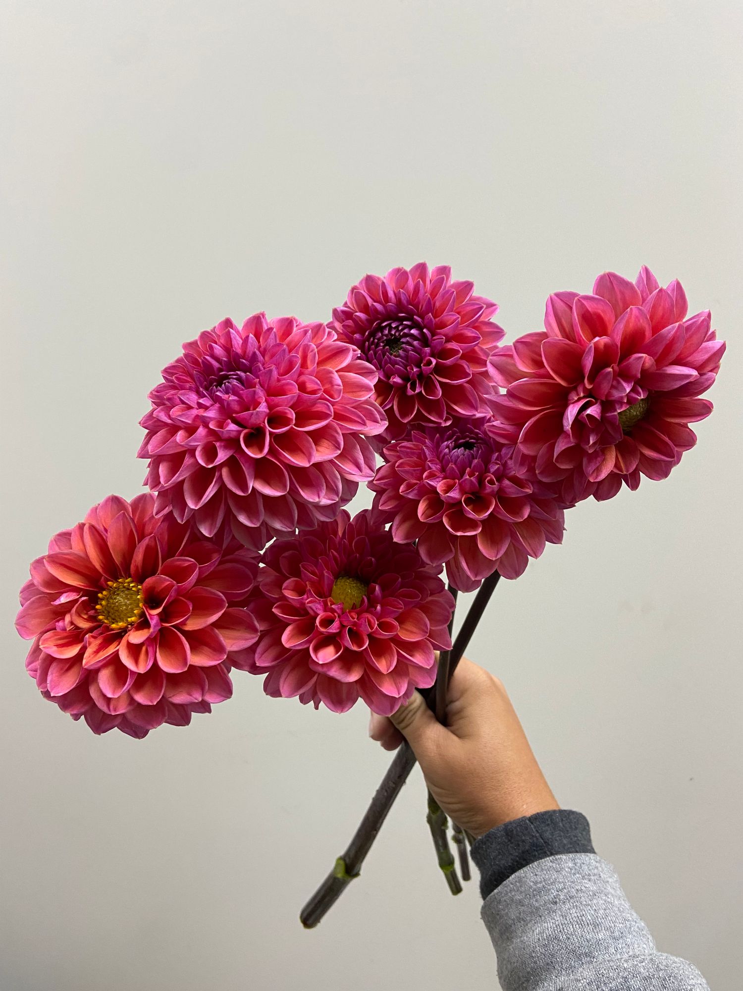 DAHLIA Daisy Duke