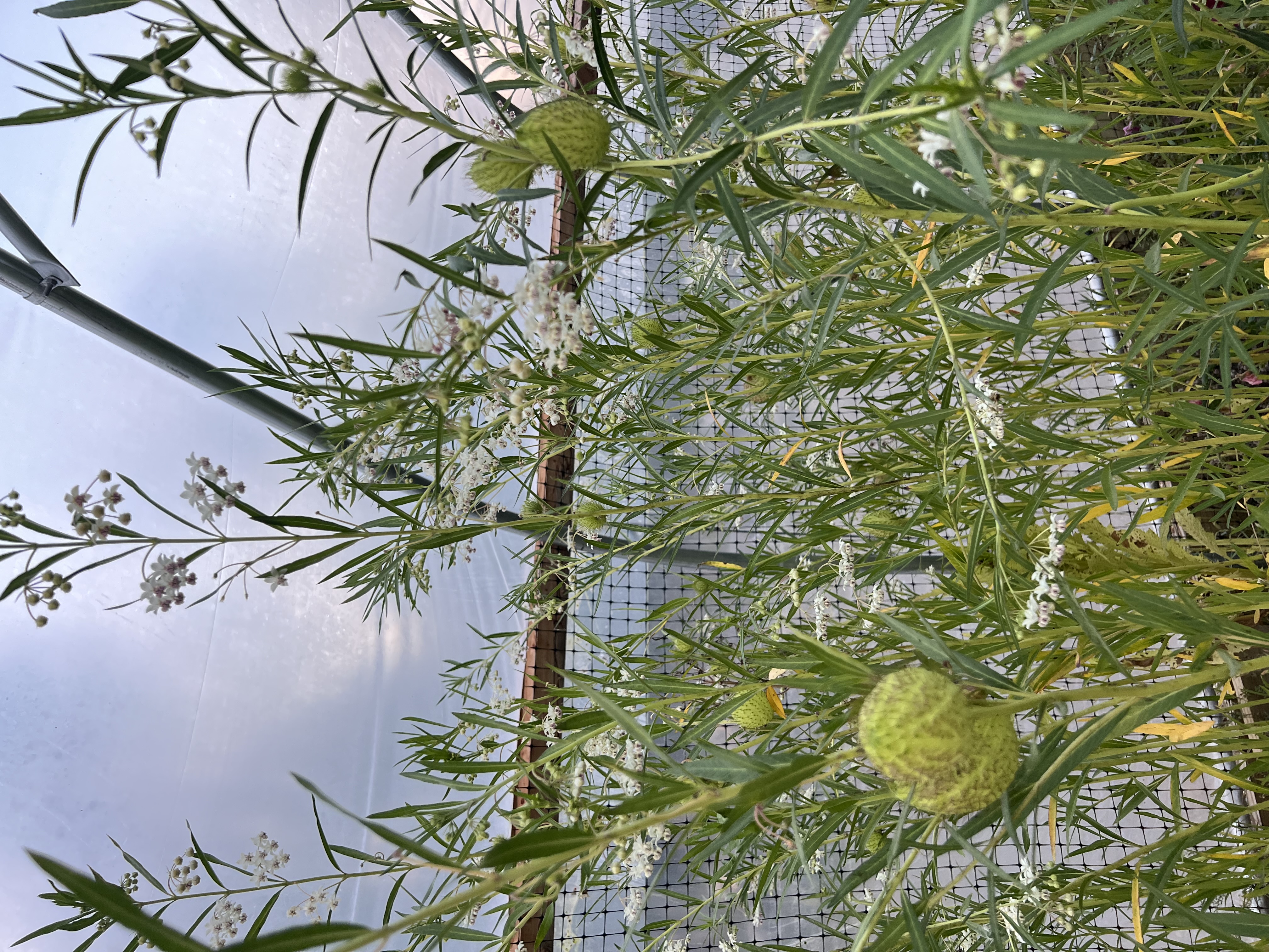 GOMPHOCARPUS physocarpus