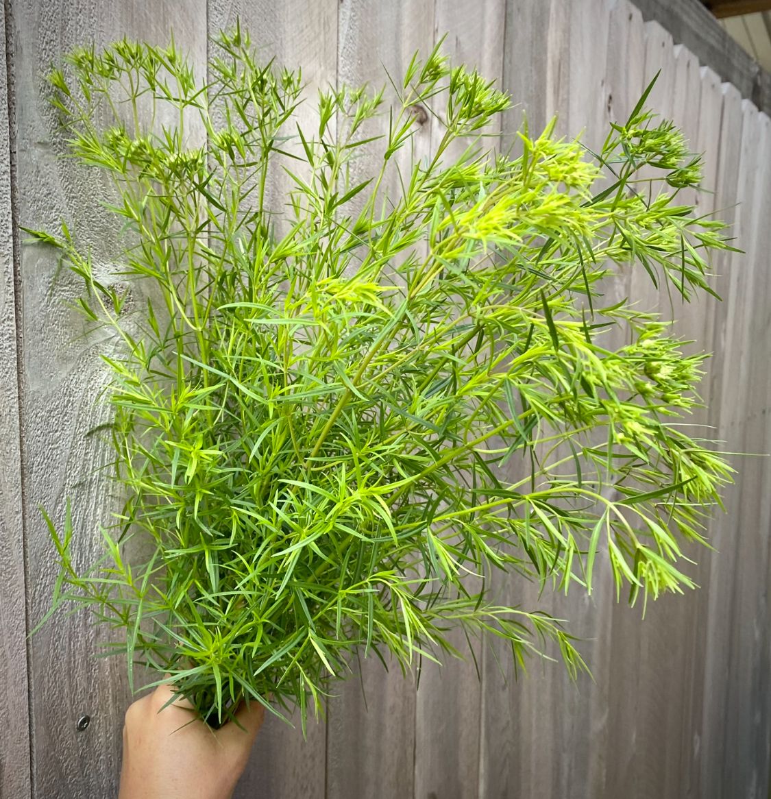 PYCNANTHEMUM tenuifolium