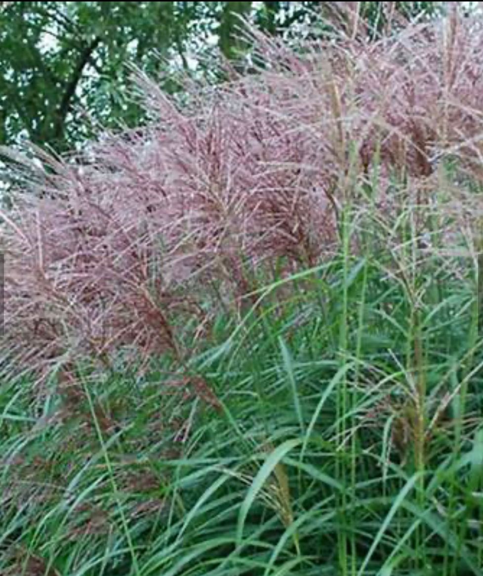 MISCANTHUS oligostachyus