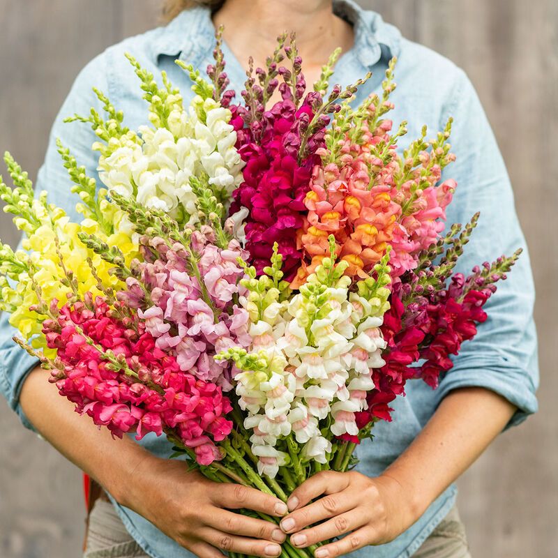 ANTIRRHINUM majus Potomac