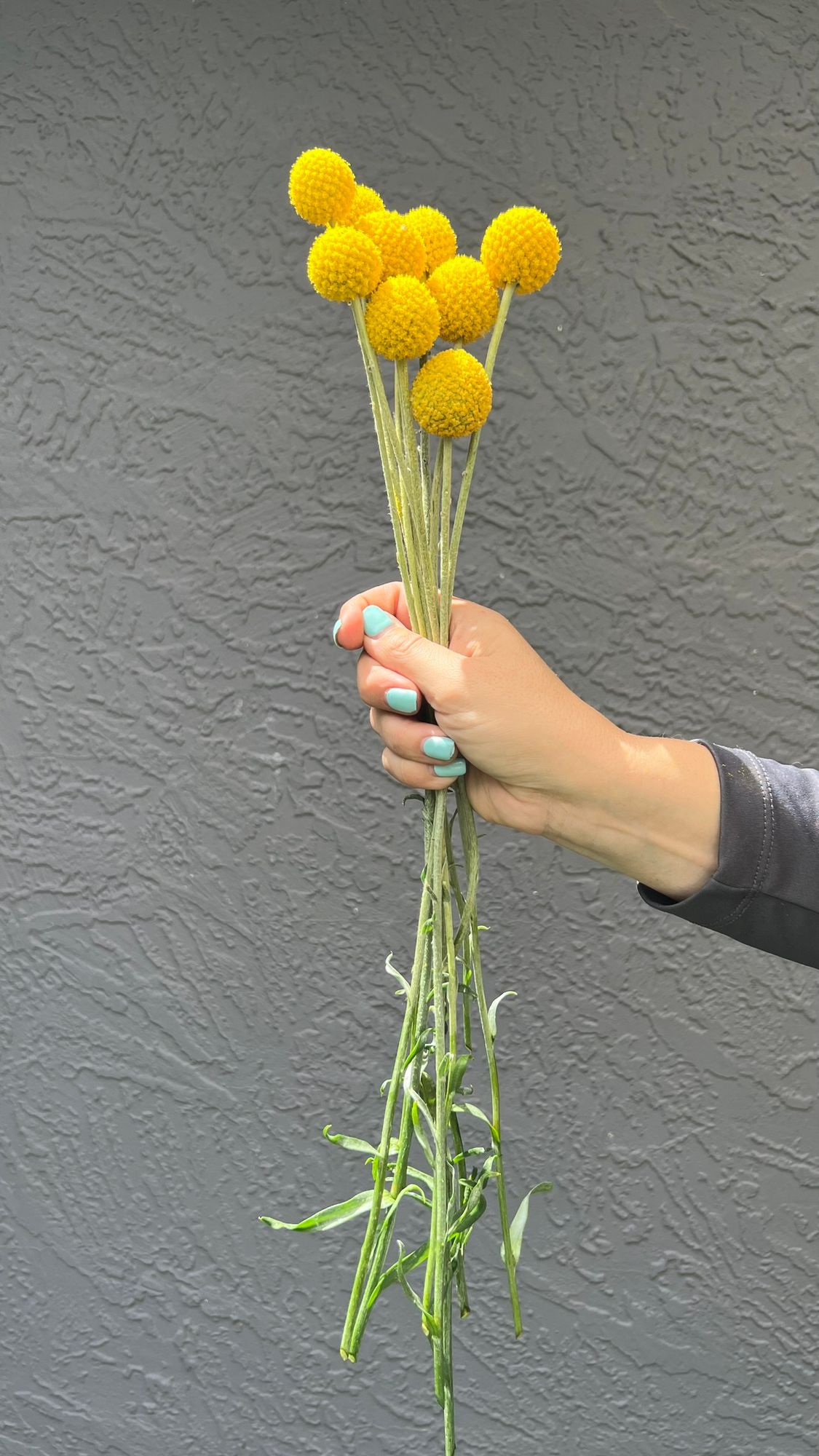 CRASPEDIA globosa Sun Ball