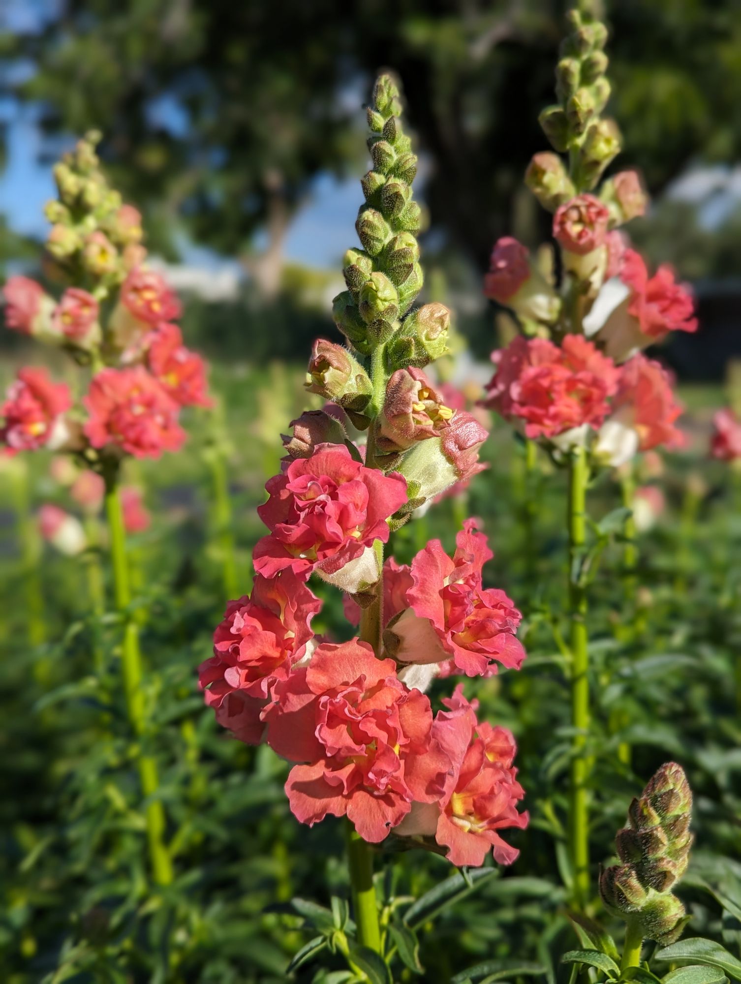 ANTIRRHINUM majus Madame Butterfly Bronze with White