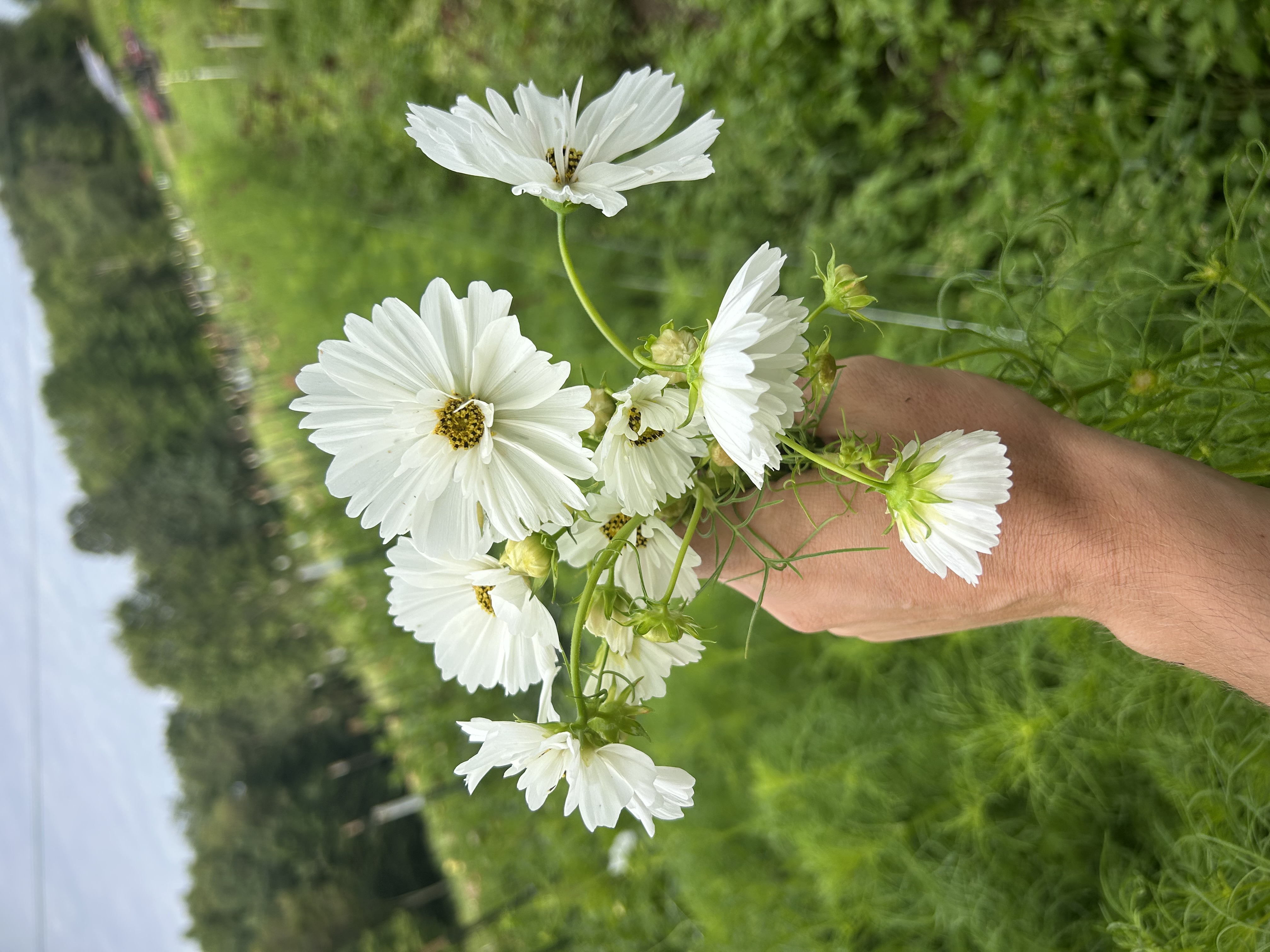 COSMOS bipinnatus Fizzy White