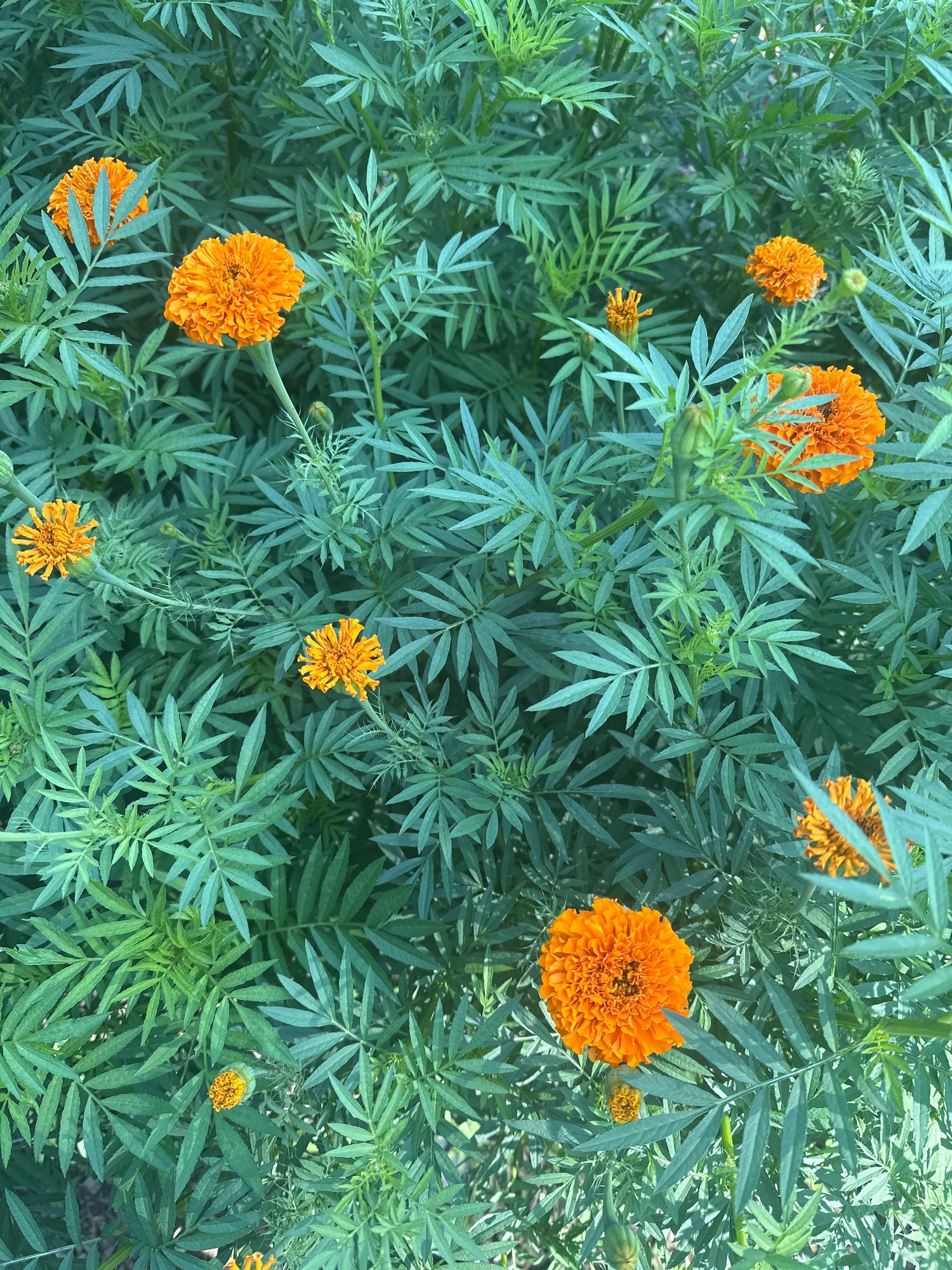TAGETES erecta