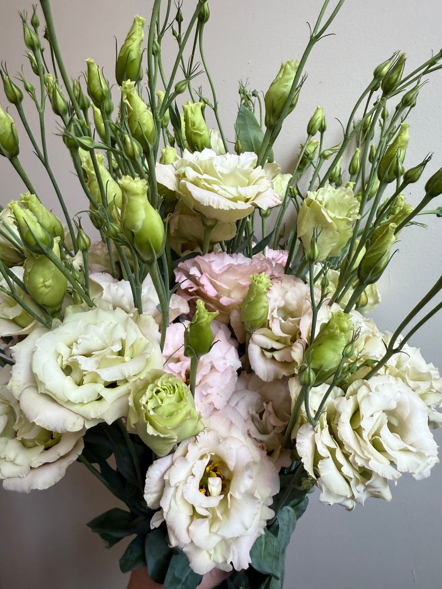 EUSTOMA grandiflorum Celeb Beige Neo