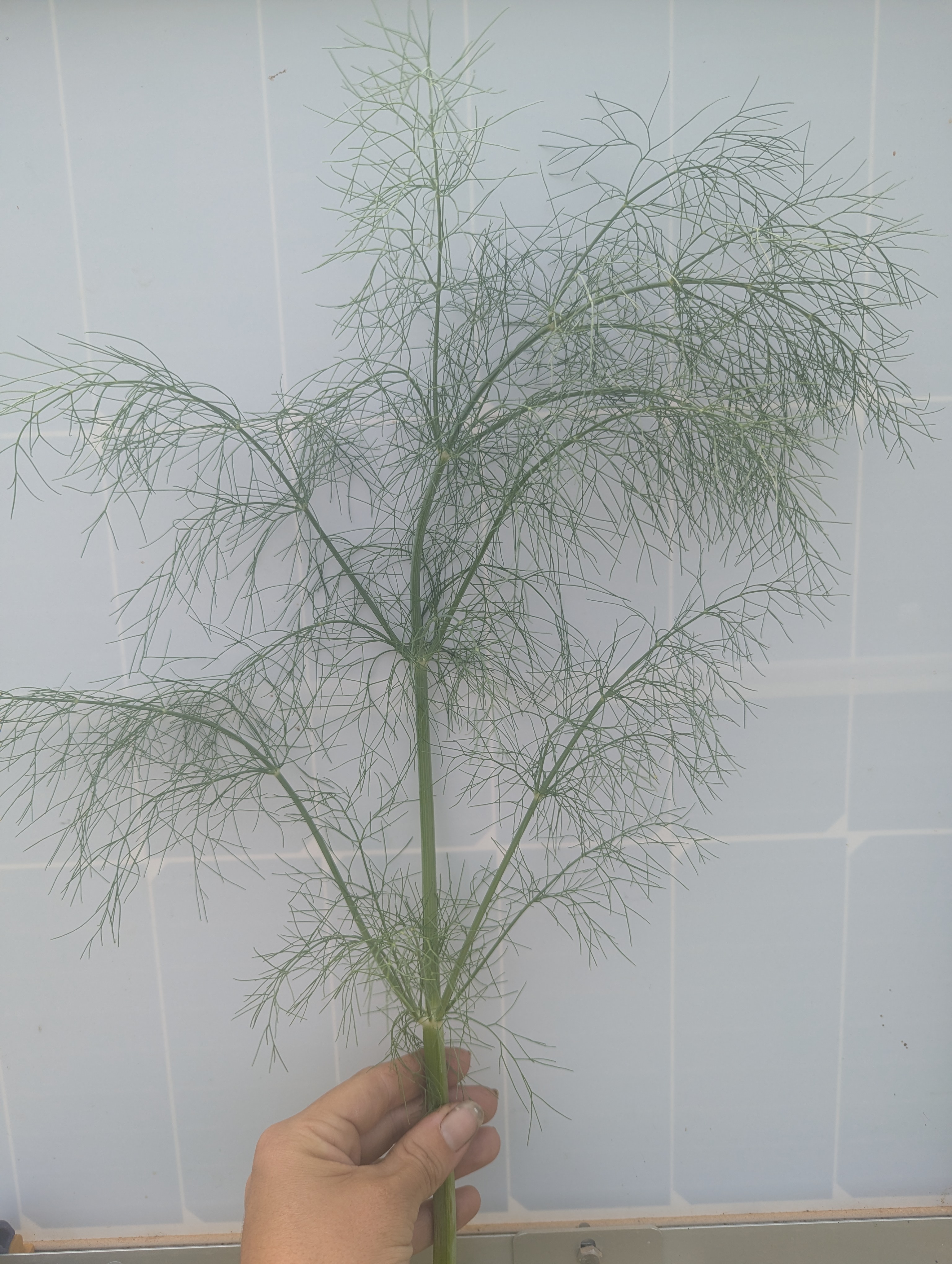 FOENICULUM vulgare