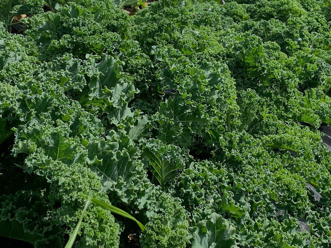 Kale bunches