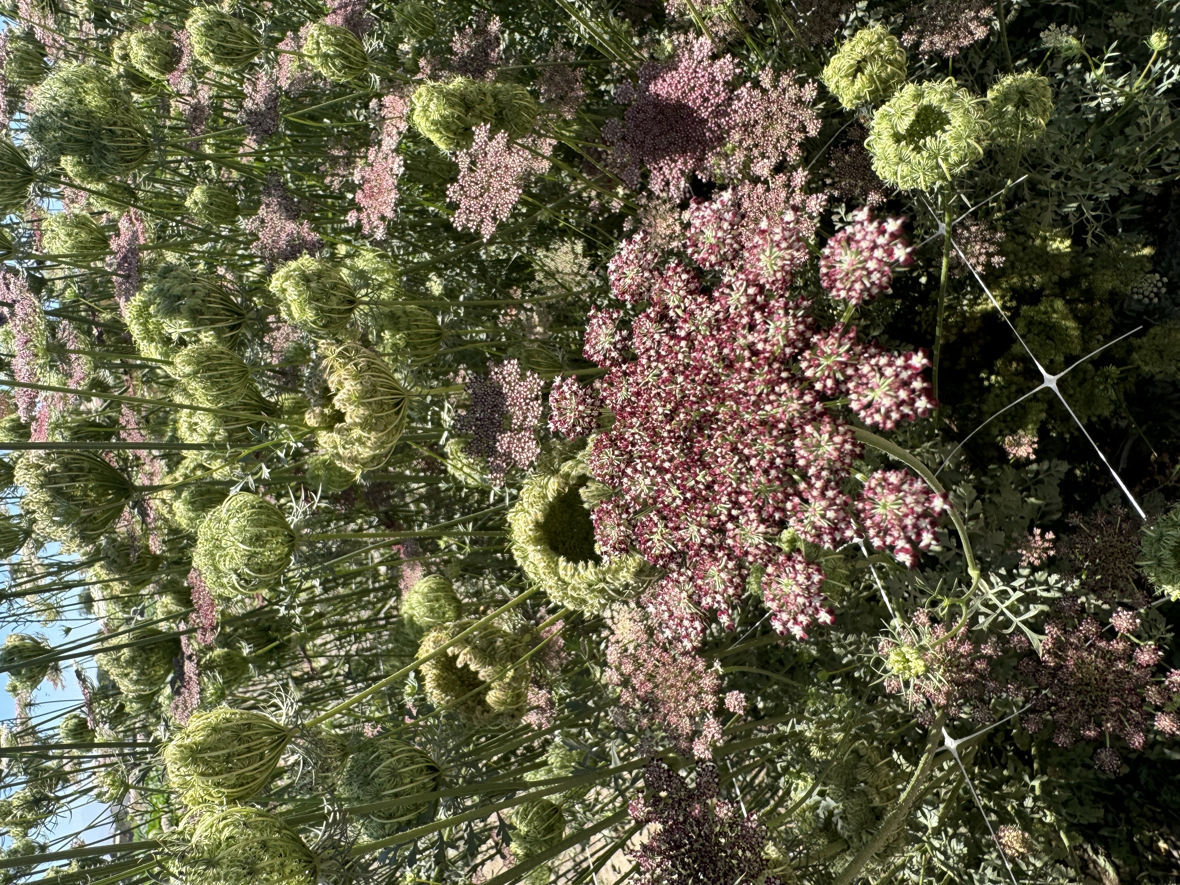 DAUCUS carota Dara