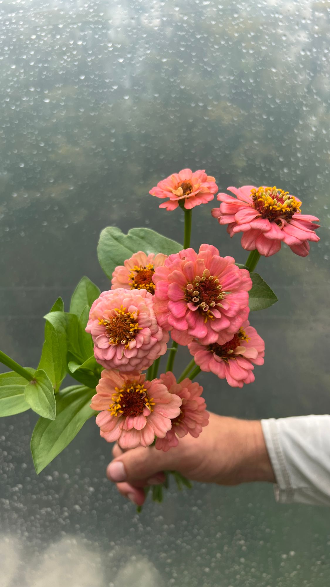 ZINNIA elegans Oklahoma Series