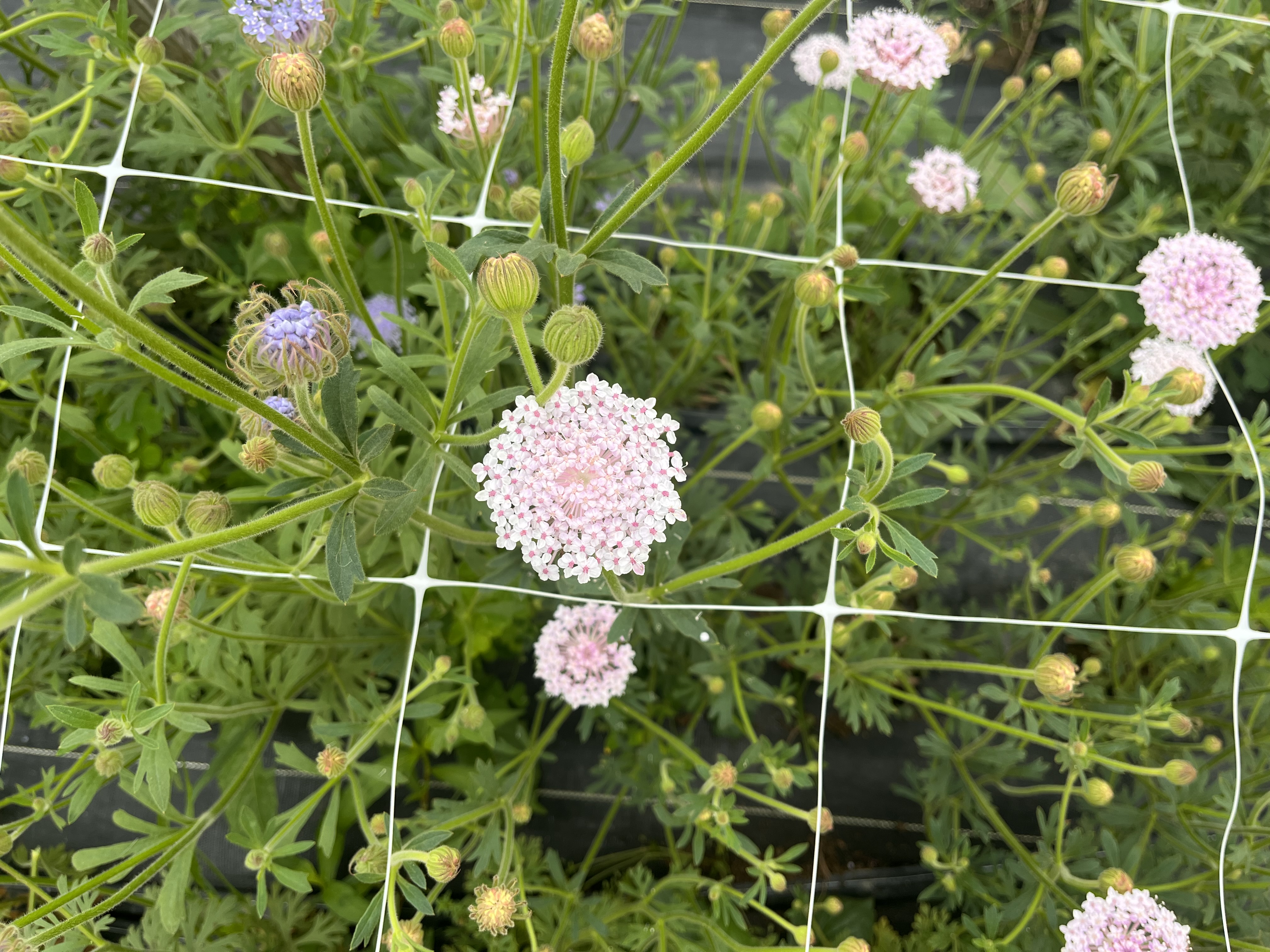 TRACHYMENE coerulea Lacy Pink