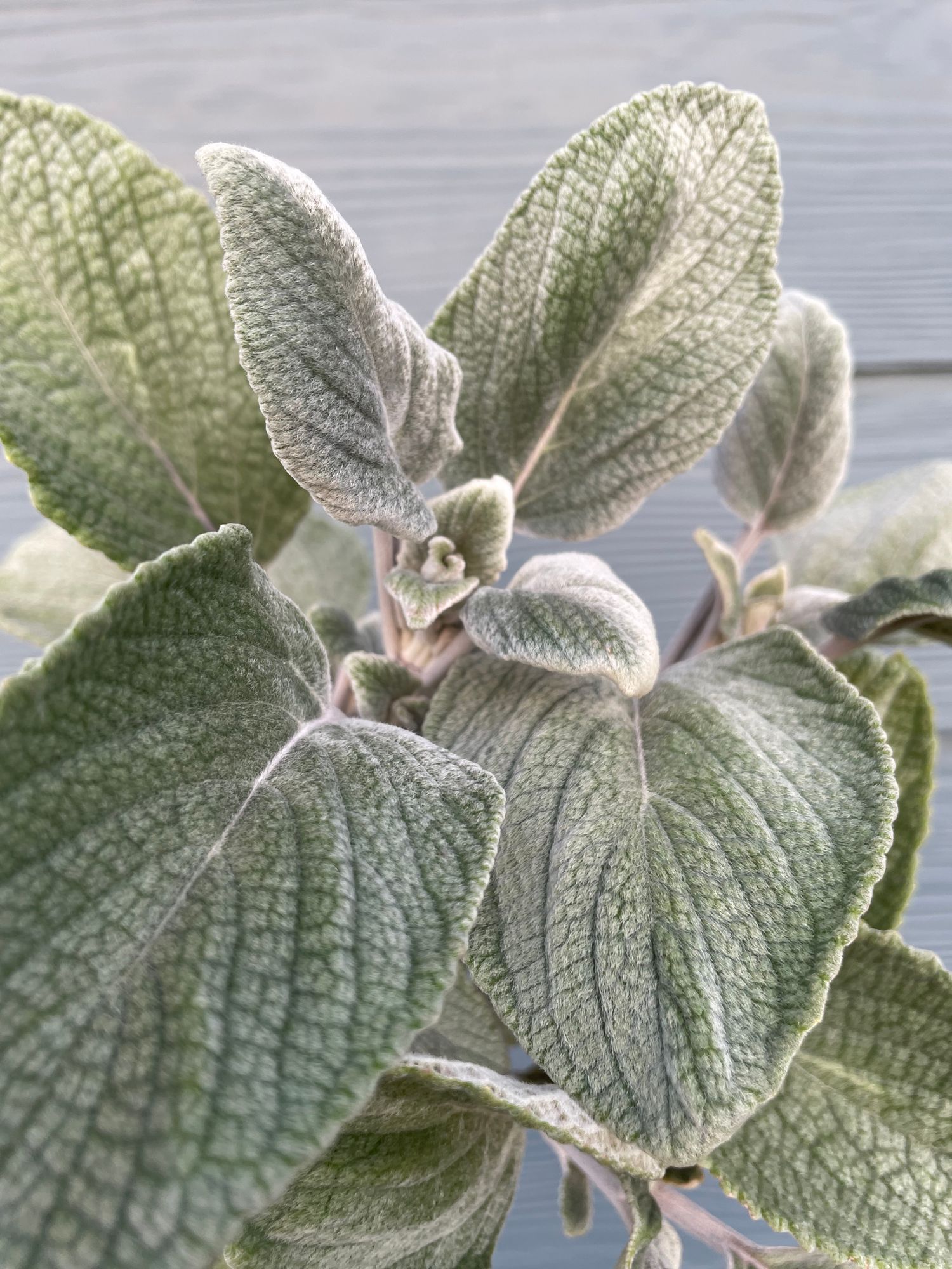 PLECTRANTHUS argentatus