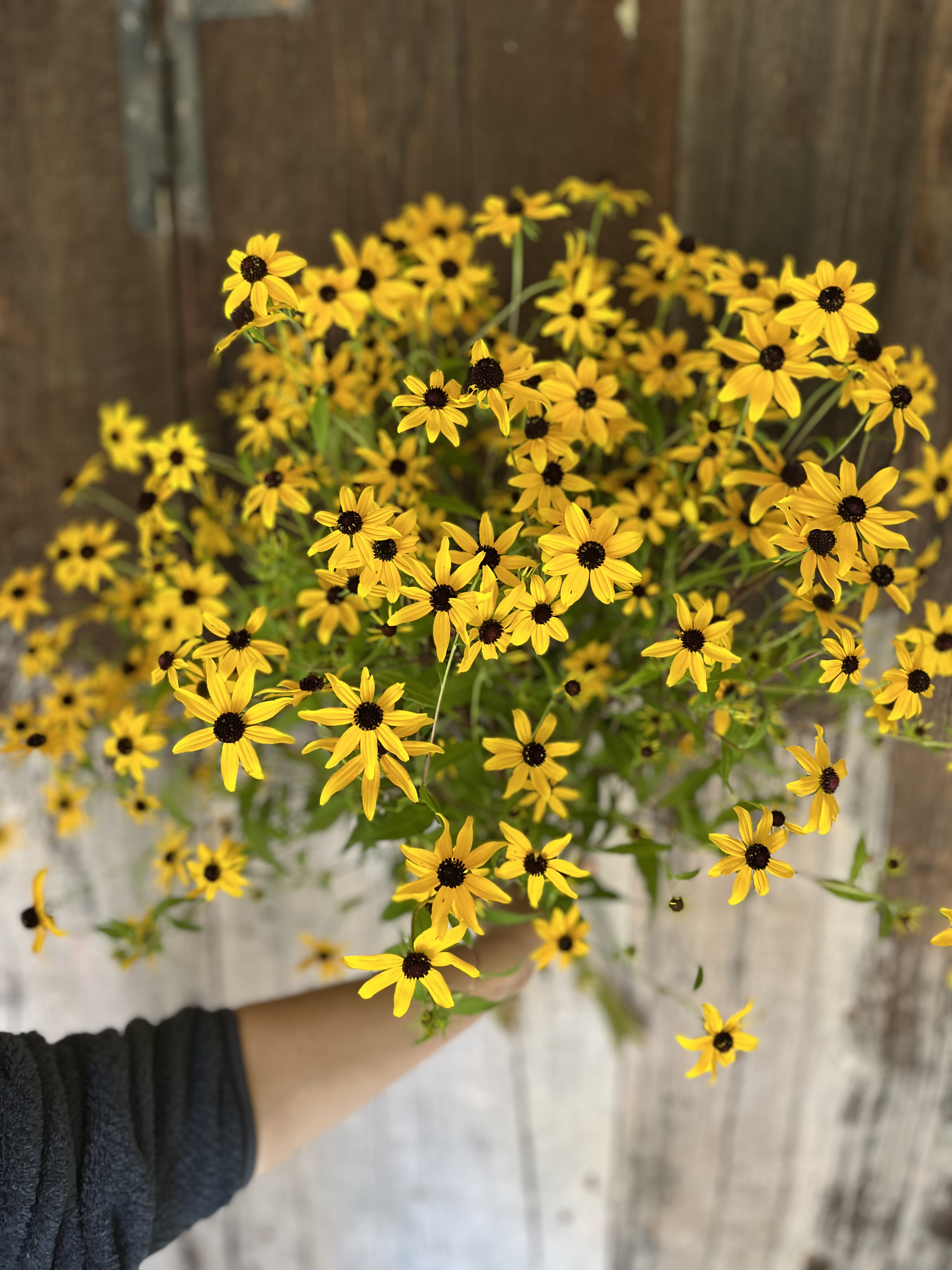 RUDBECKIA triloba