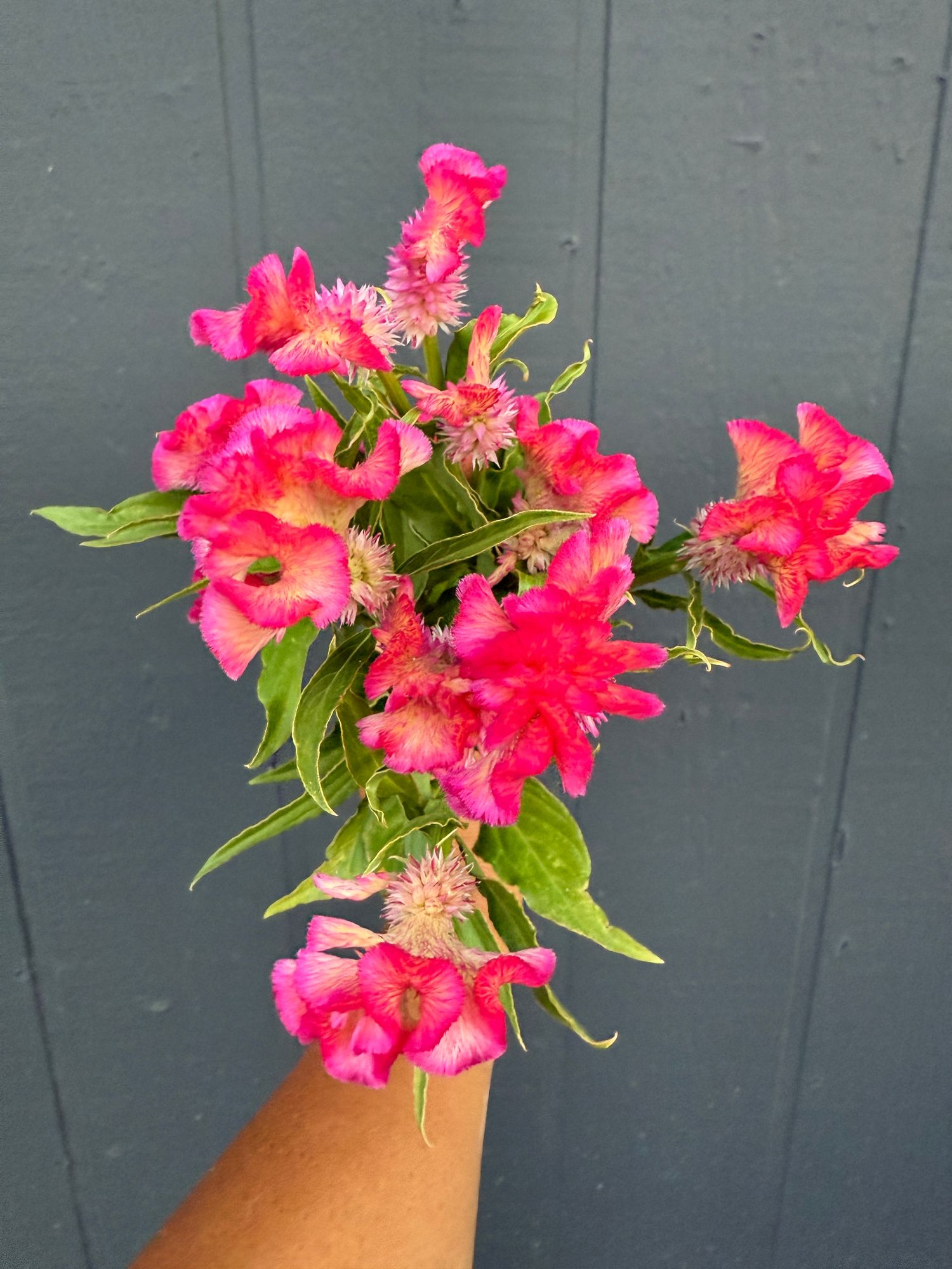 CELOSIA argentea var. cristata