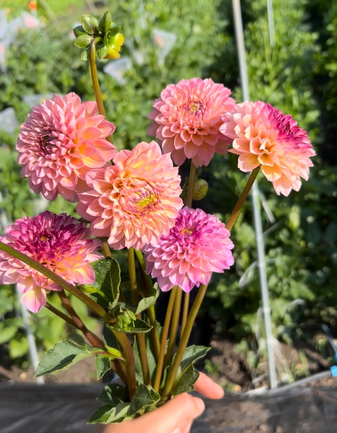 DAHLIA Wine Eyed Jill