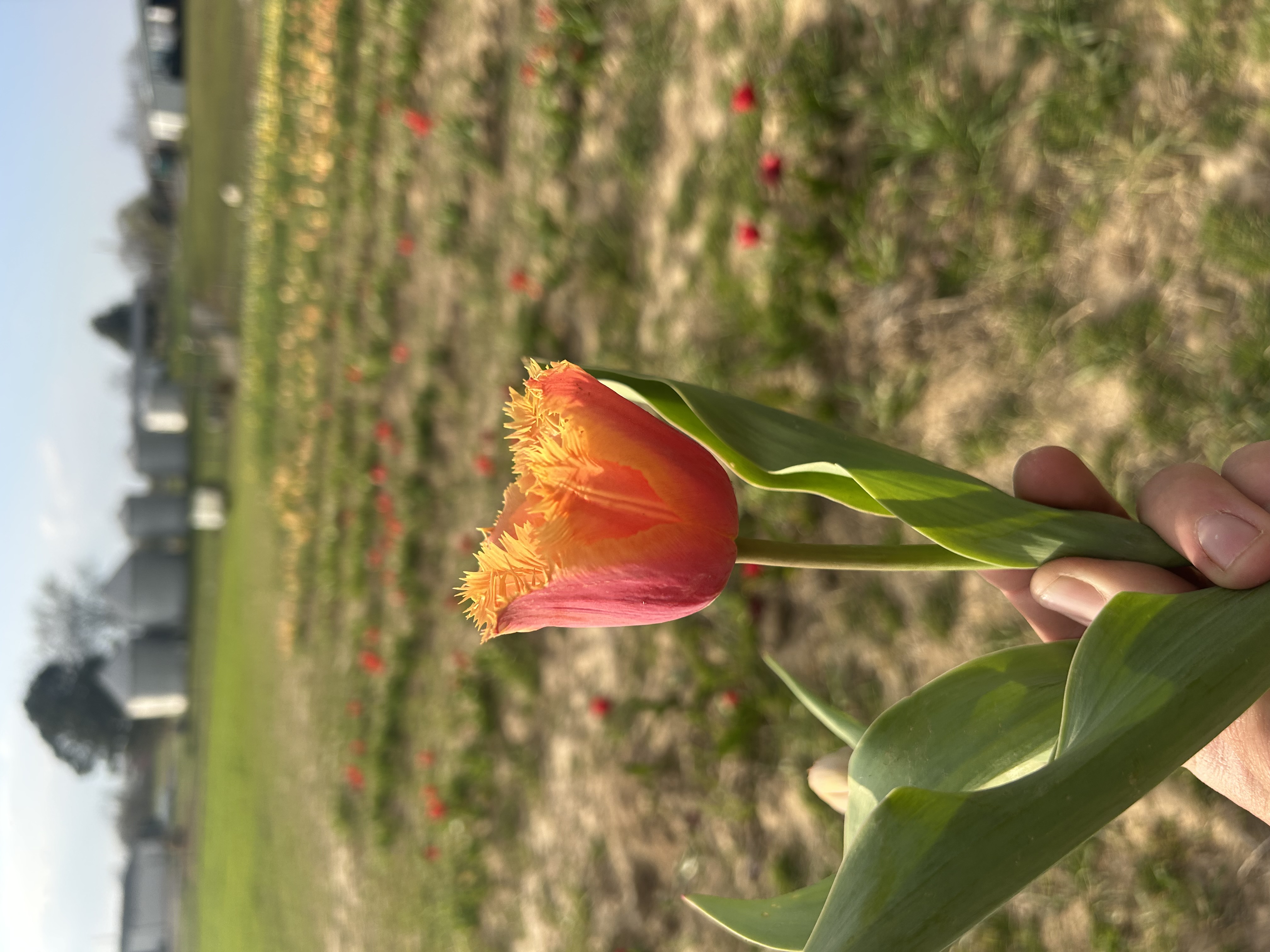 TULIPA Lambada