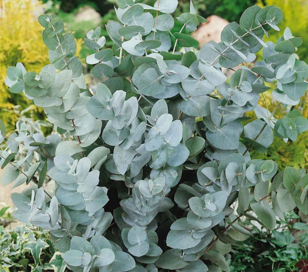 EUCALYPTUS cinerea