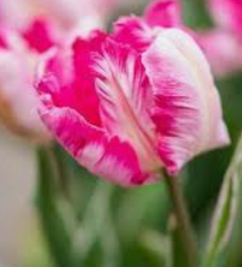 TULIPA Silver Parrot