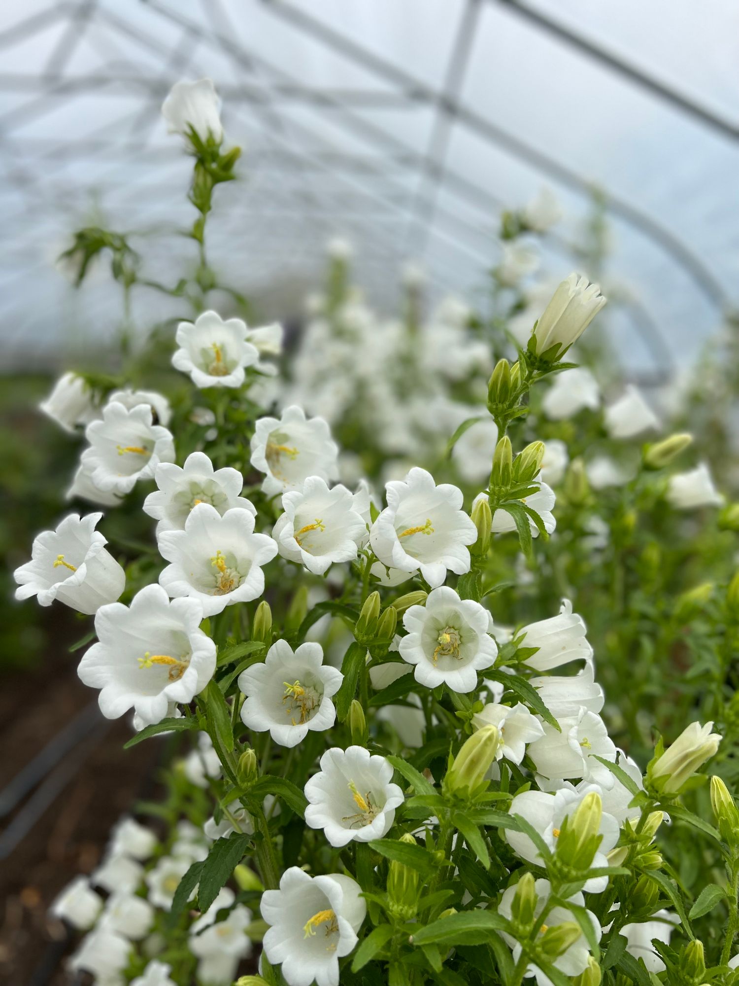 CAMPANULA medium