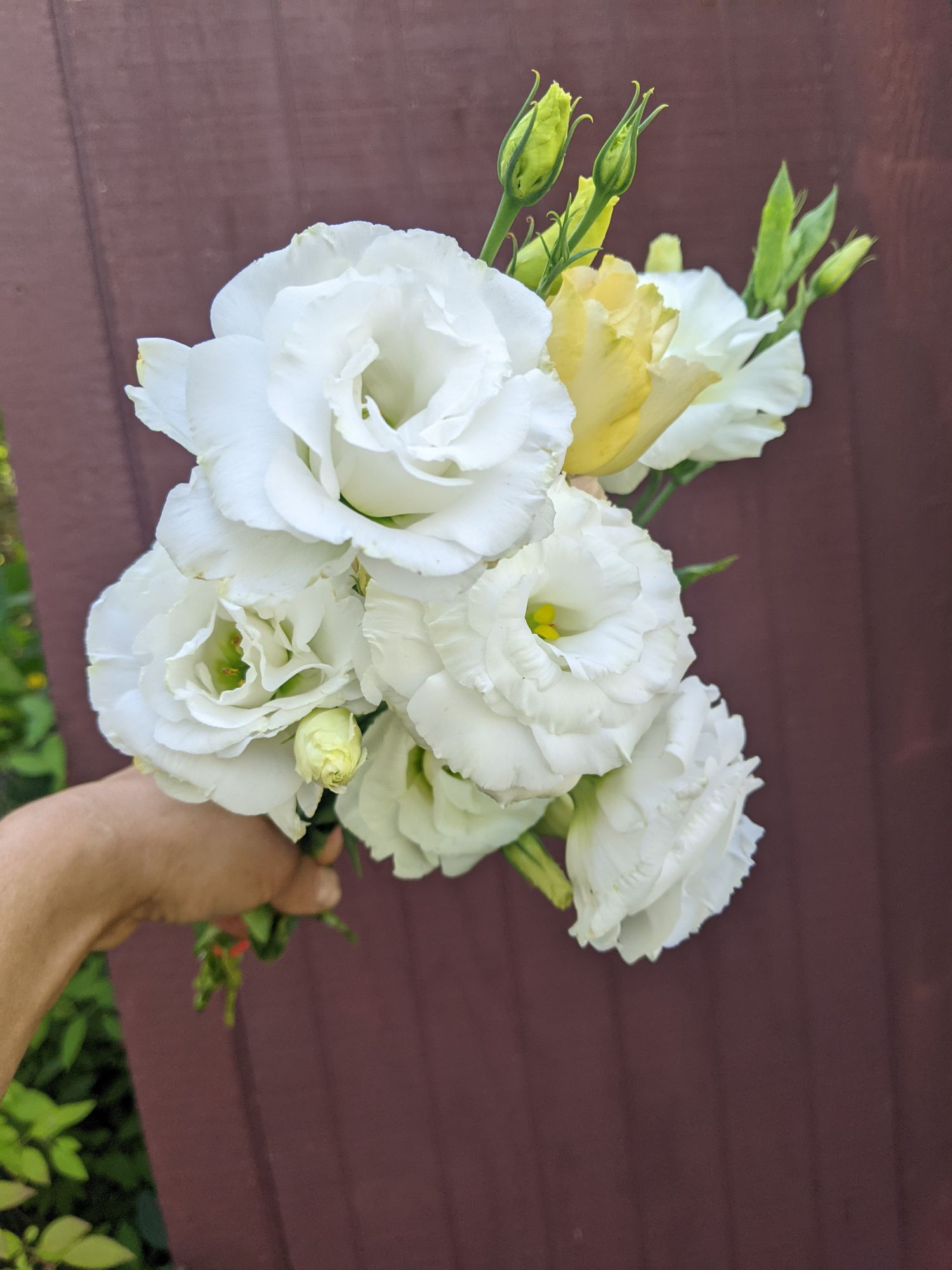 EUSTOMA grandiflorum