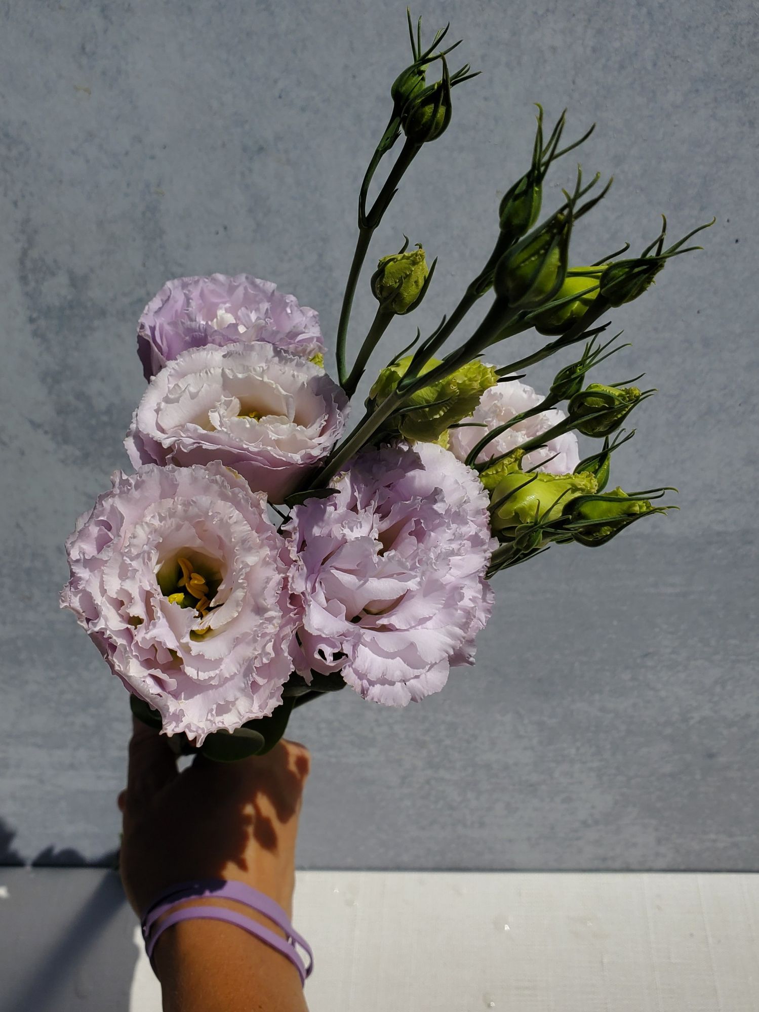 EUSTOMA grandiflorum Voyage