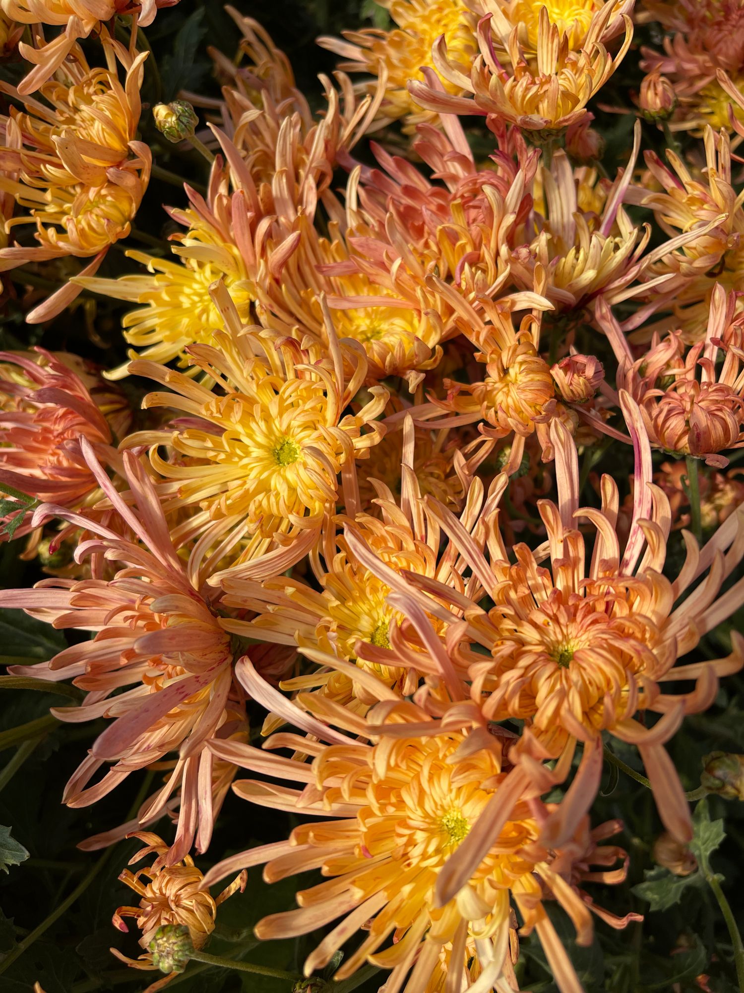 CHRYSANTHEMUM x Evening Glow