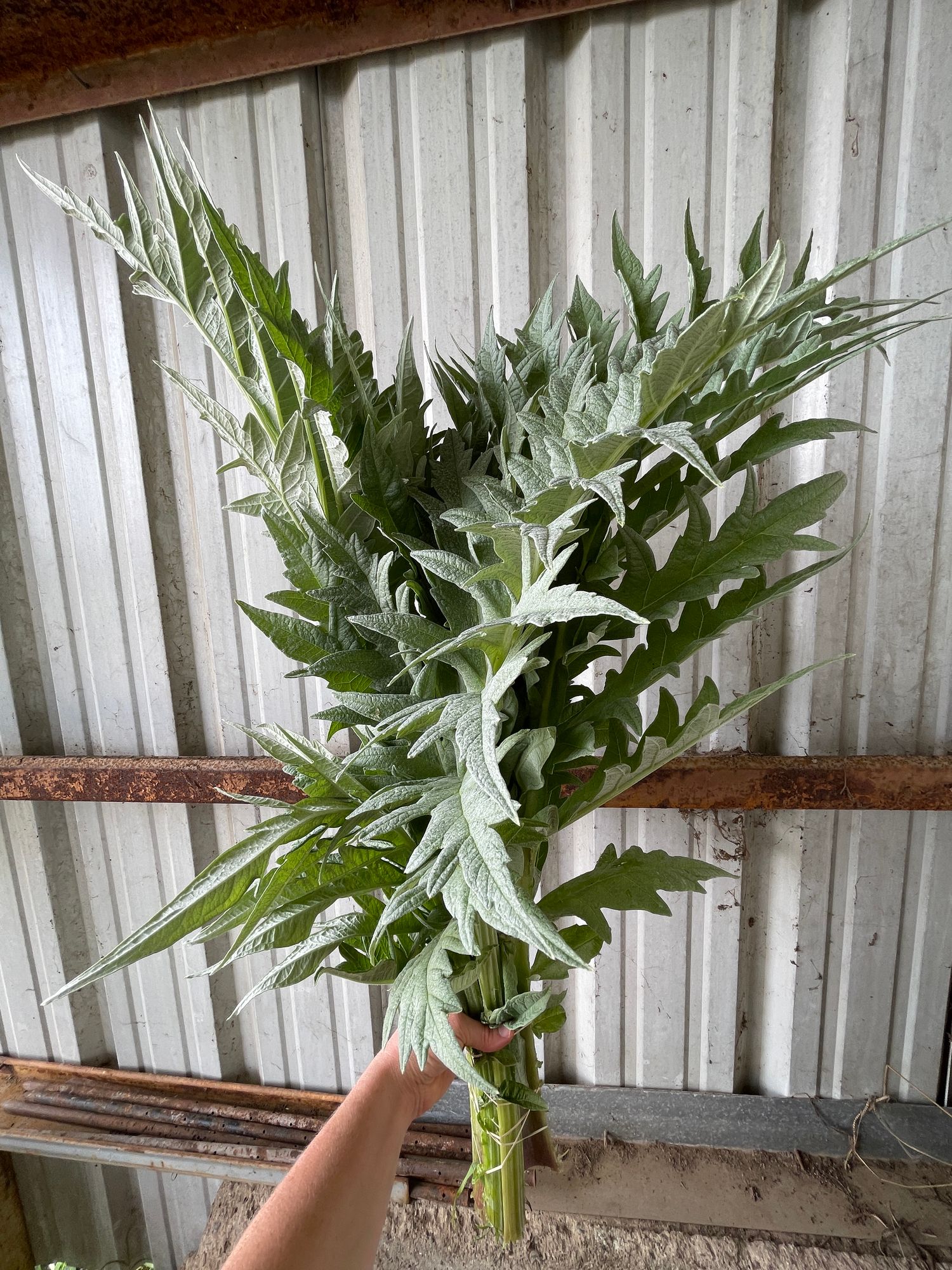 CYNARA cardunculus var. scolymus