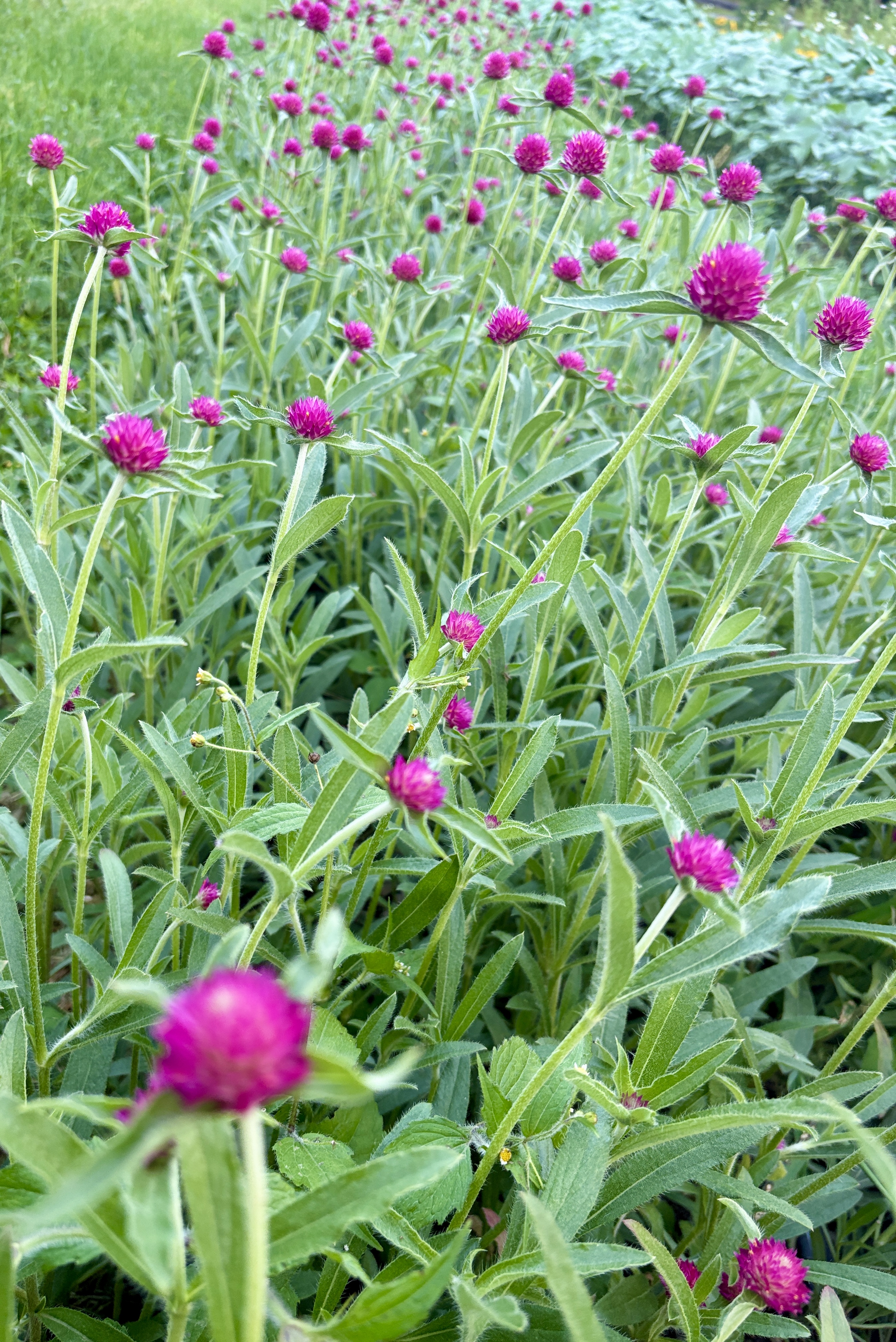 GOMPHRENA globosa