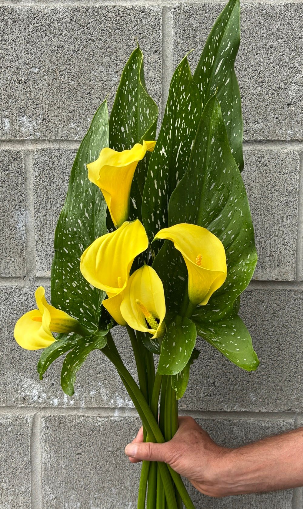 ZANTEDESCHIA x