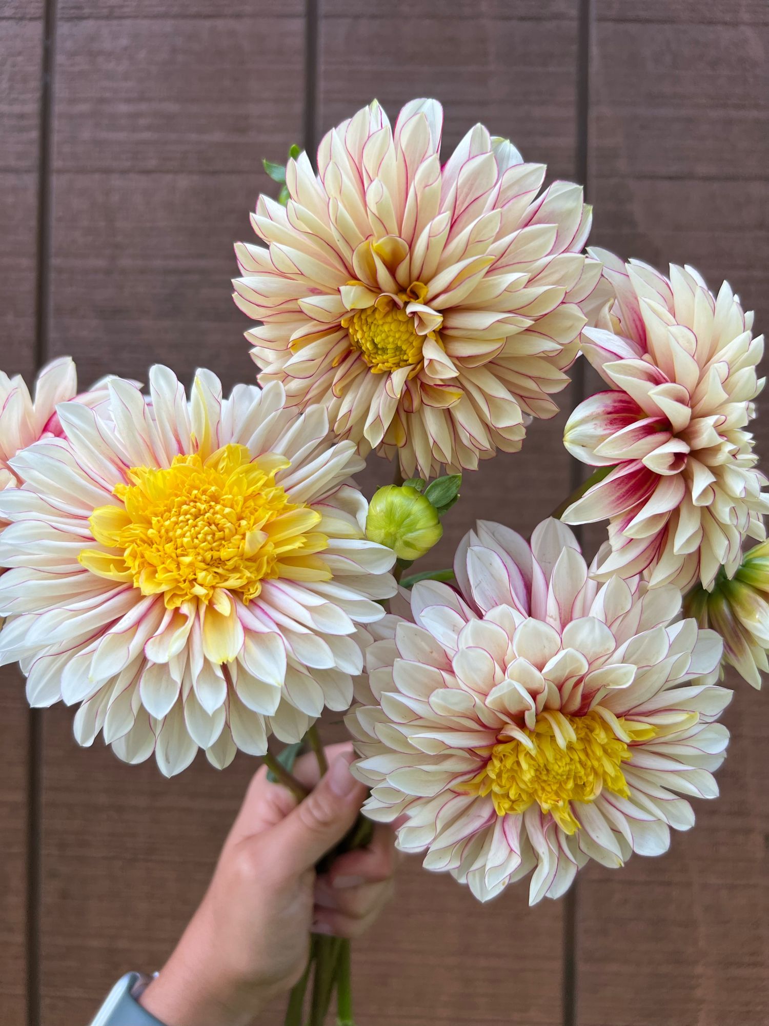 DAHLIA Polka