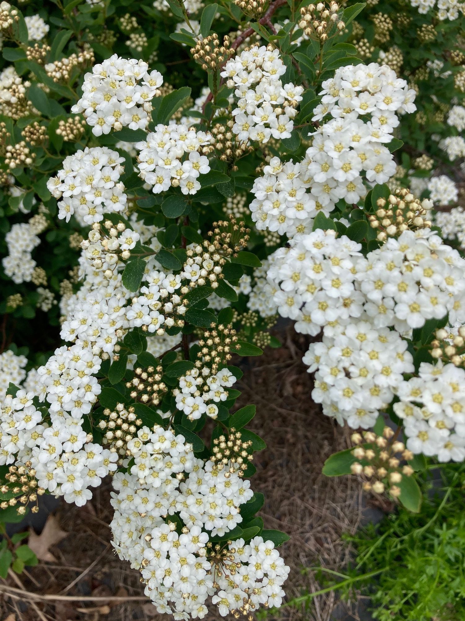 SPIRAEA prunifolia