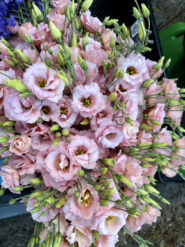 EUSTOMA grandiflorum Arena 3 Baby Pink