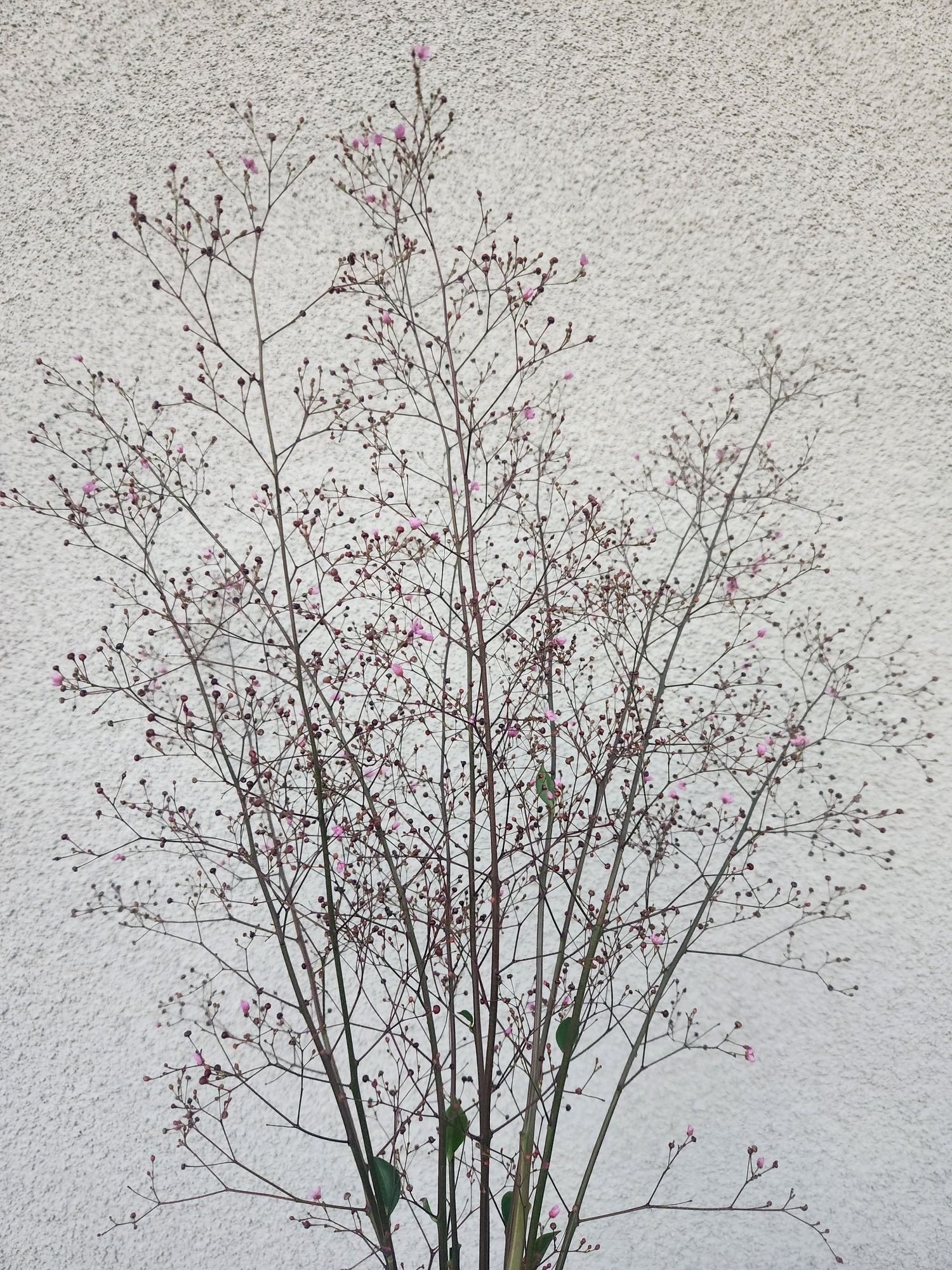 TALINUM paniculatum
